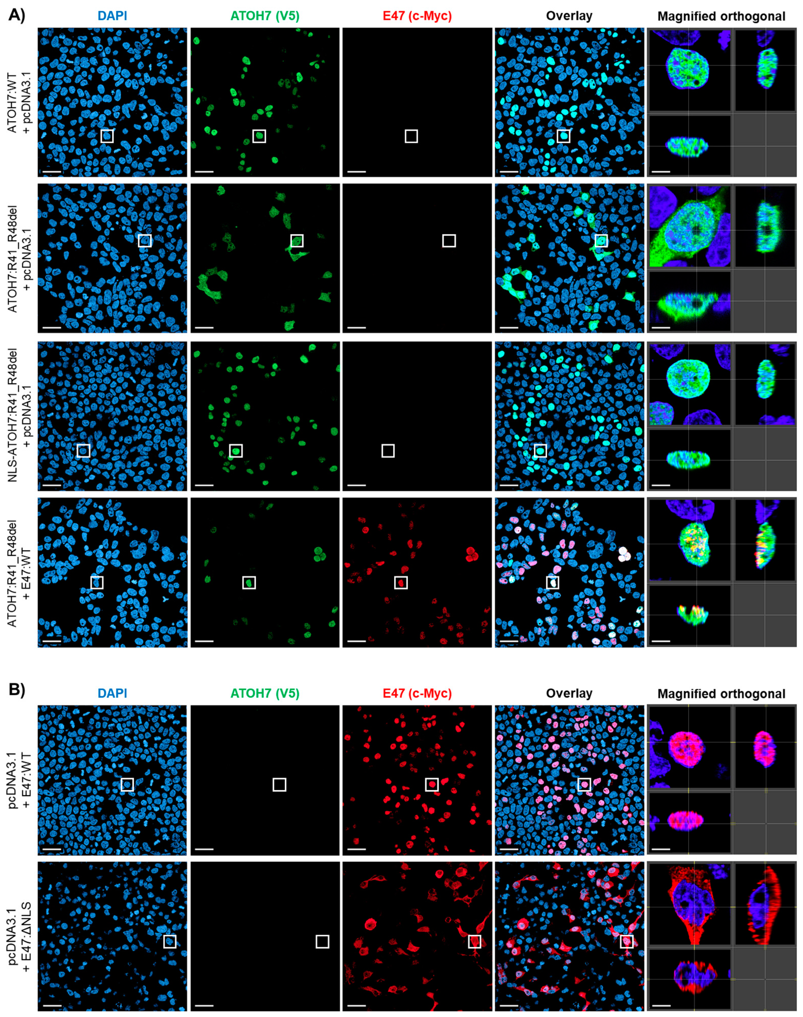 Ijms 23 01053 g002a Ijms 23 01053 g002a