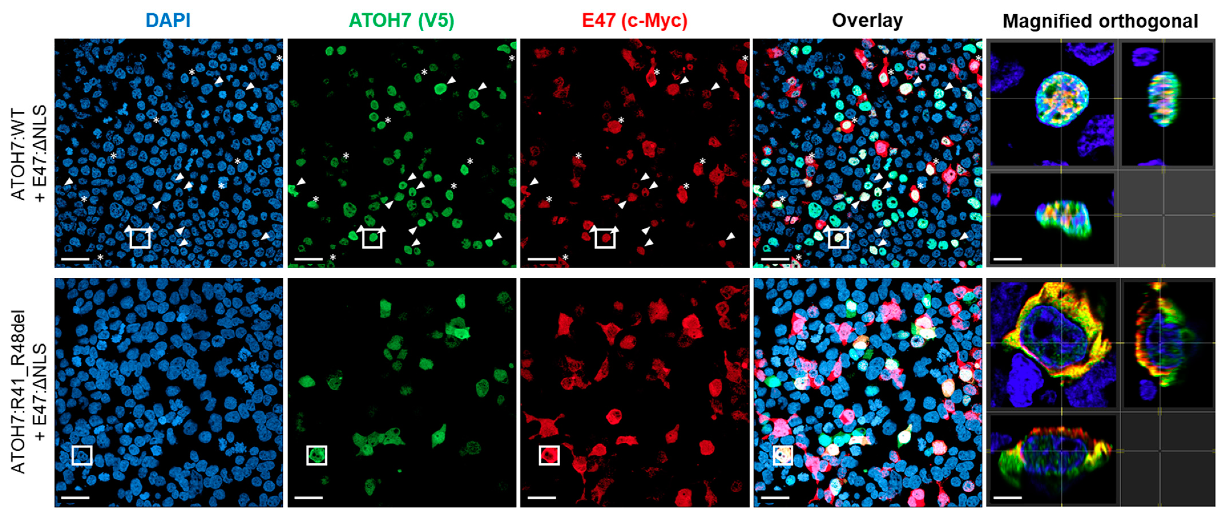 Ijms 23 01053 g002b Ijms 23 01053 g002b