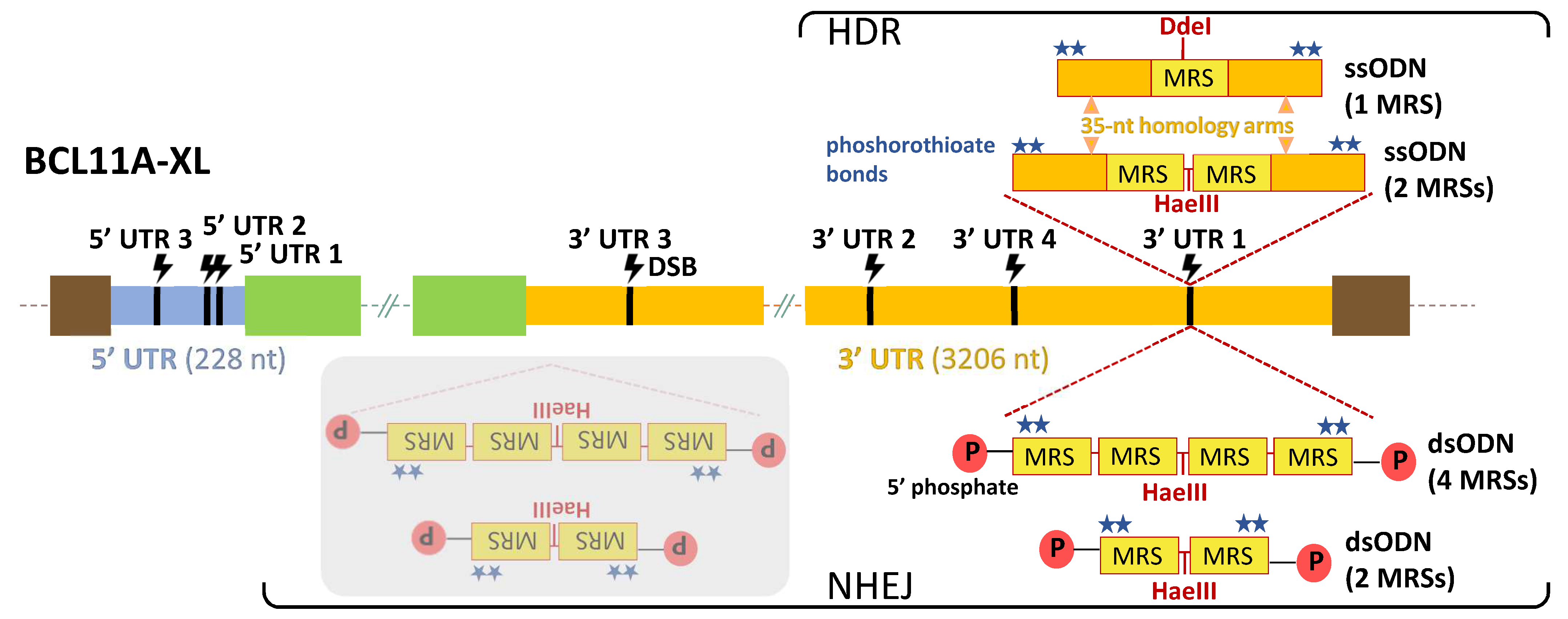 Ijms 23 01082 g002 Ijms 23 01082 g002