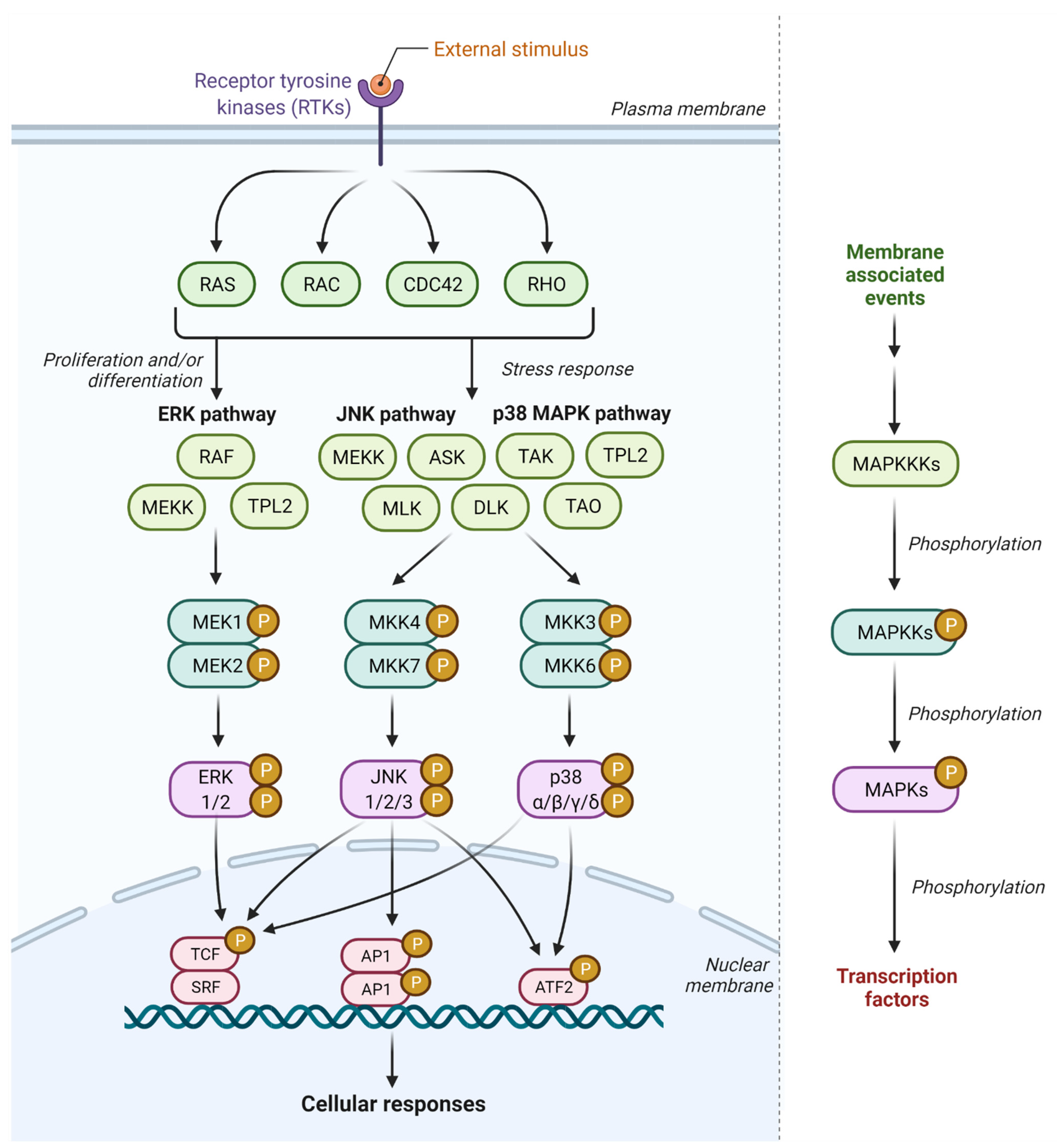 Ijms 23 01108 g001 Ijms 23 01108 g001