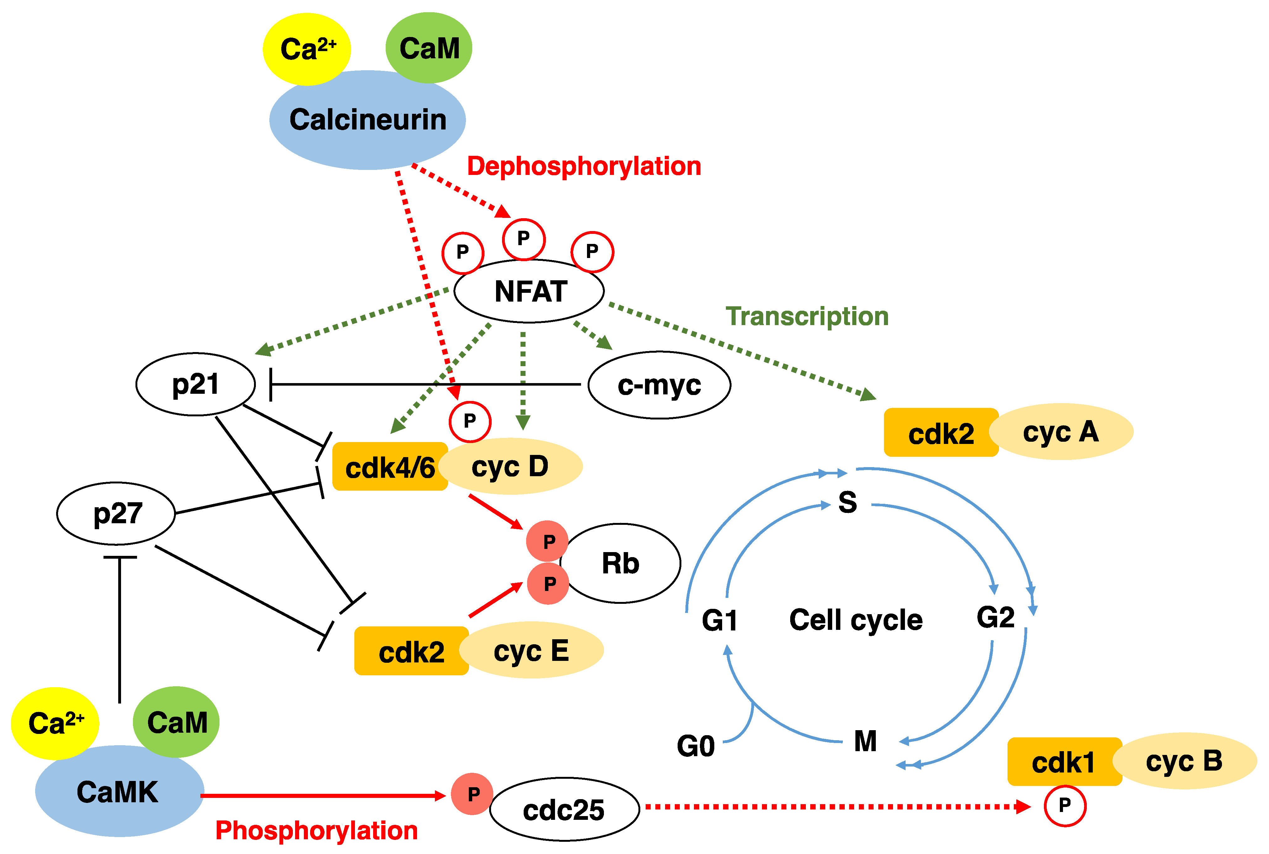 Ijms 23 01122 g001 Ijms 23 01122 g001