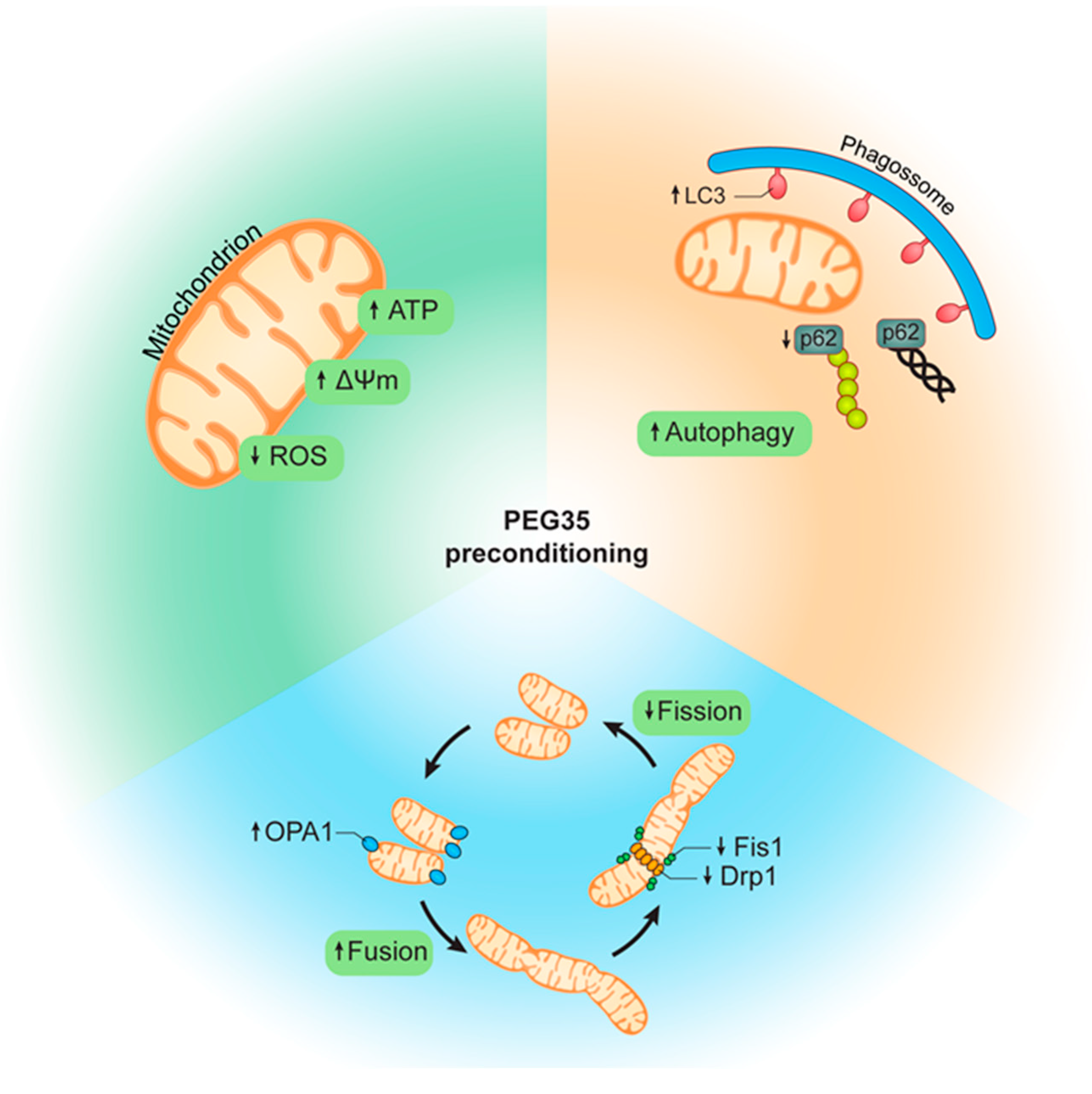 Ijms 23 01156 g006 Ijms 23 01156 g006