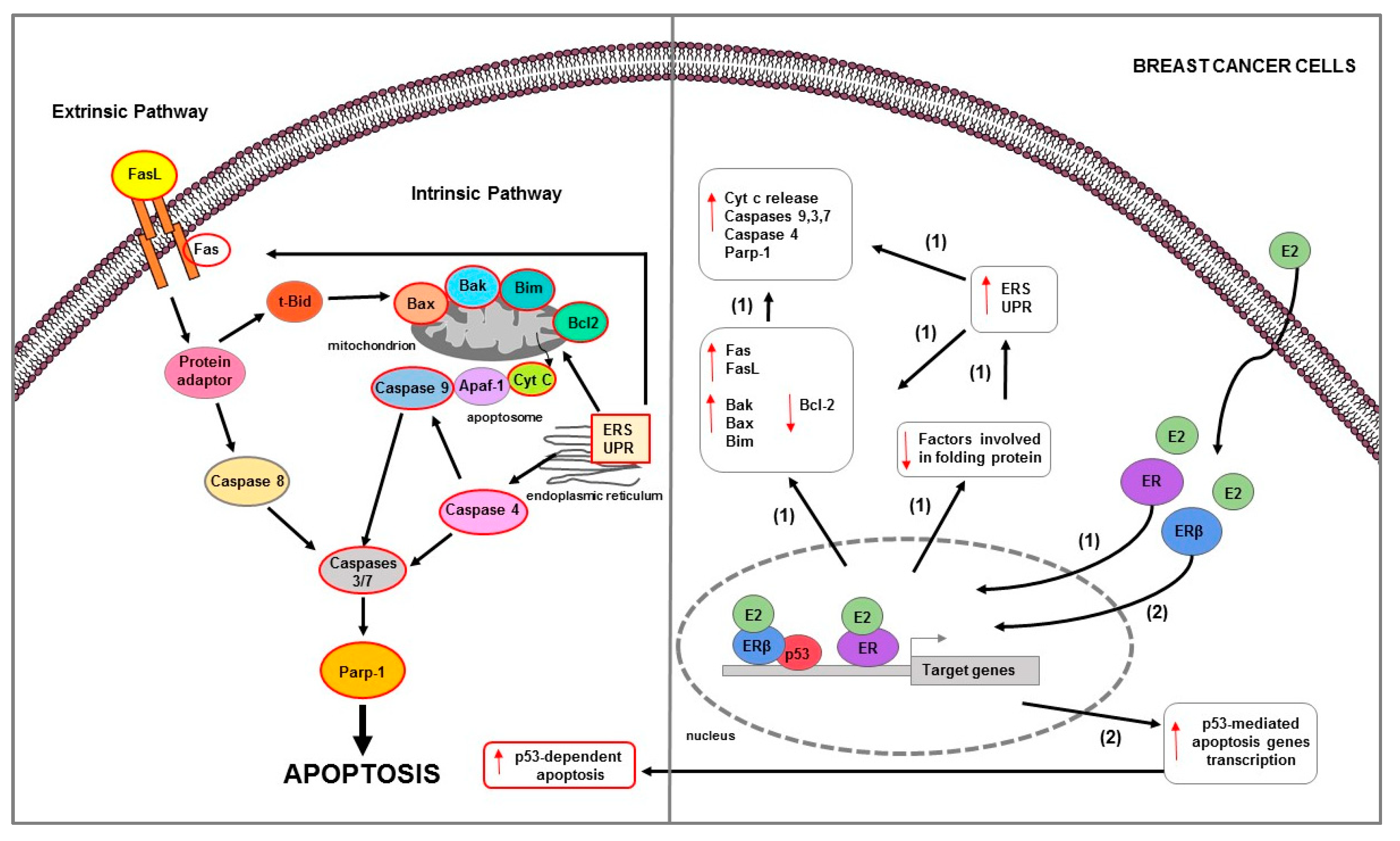 Ijms 23 01242 g003 Ijms 23 01242 g003