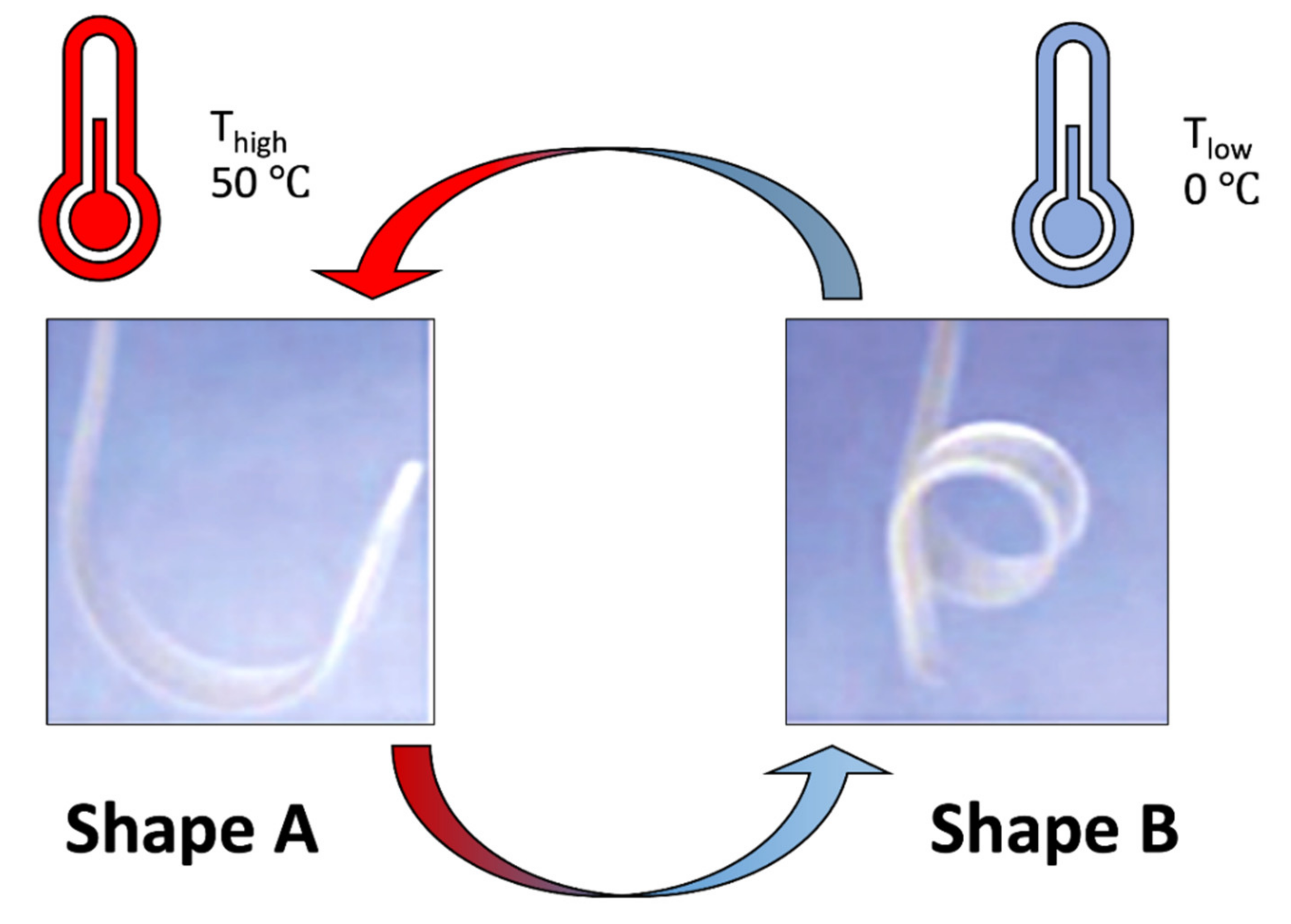 Ijms 23 01290 g002 Ijms 23 01290 g002