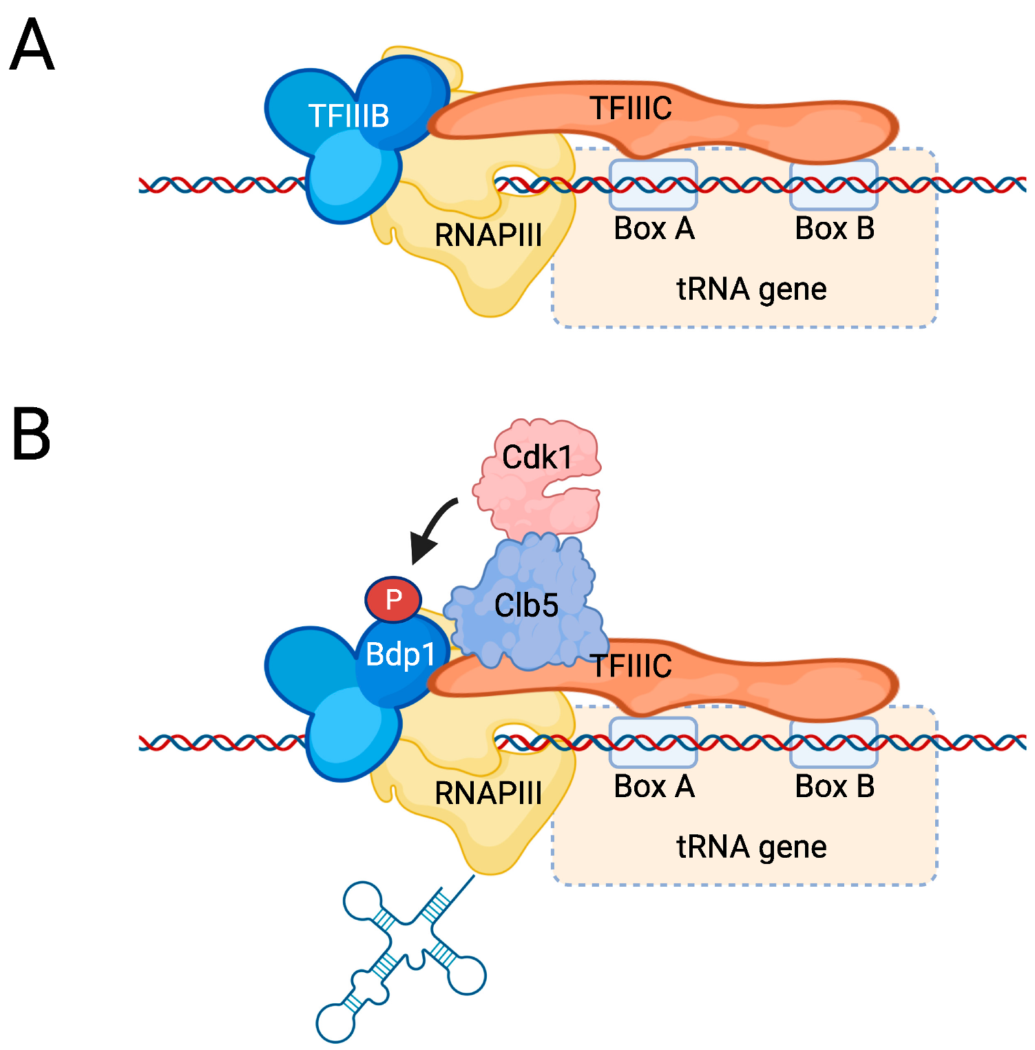 Ijms 23 01293 g007 Ijms 23 01293 g007