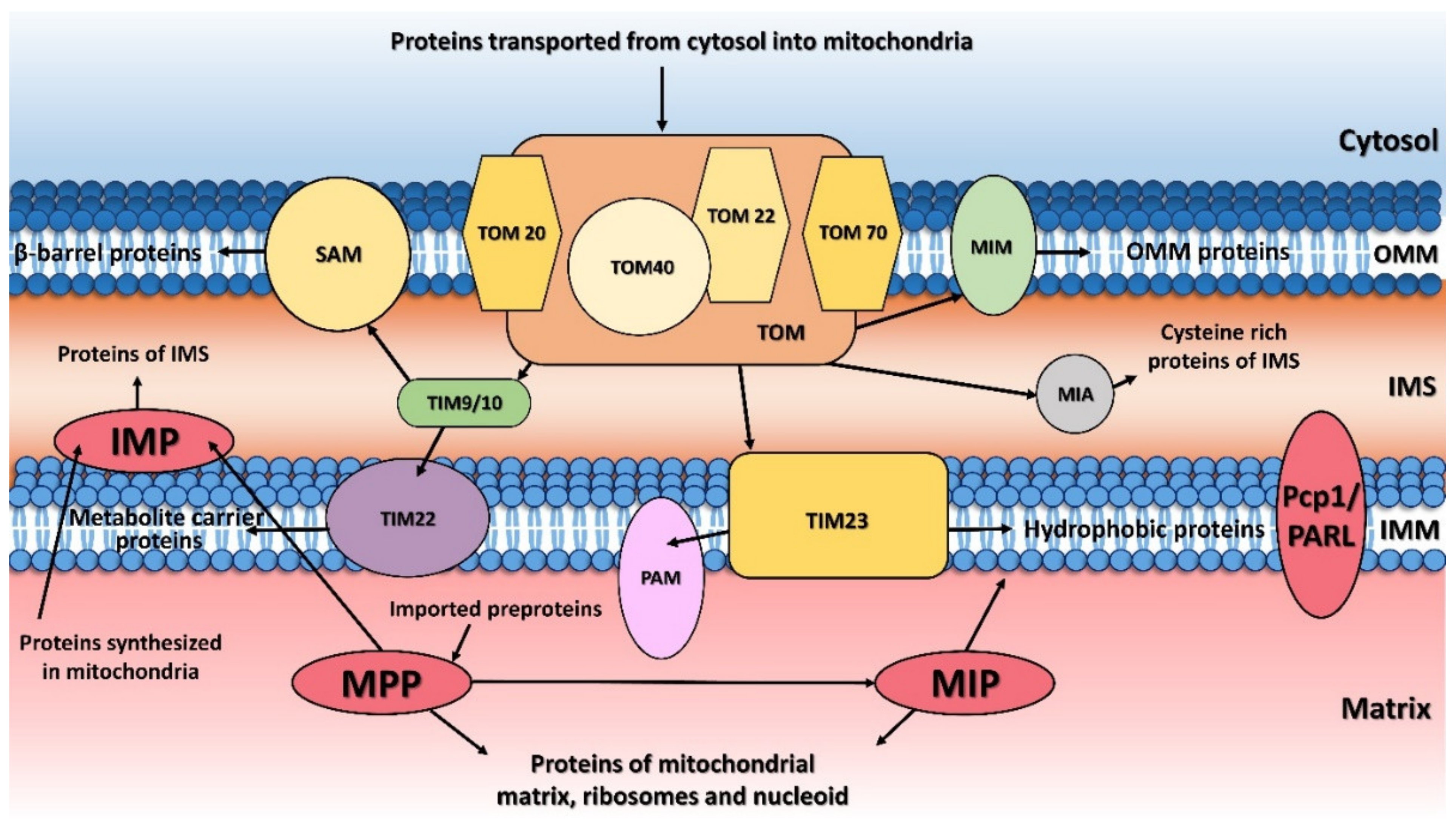 Ijms 23 01297 g001 Ijms 23 01297 g001