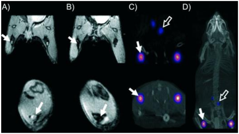 Ijms 23 01317 g010 Ijms 23 01317 g010