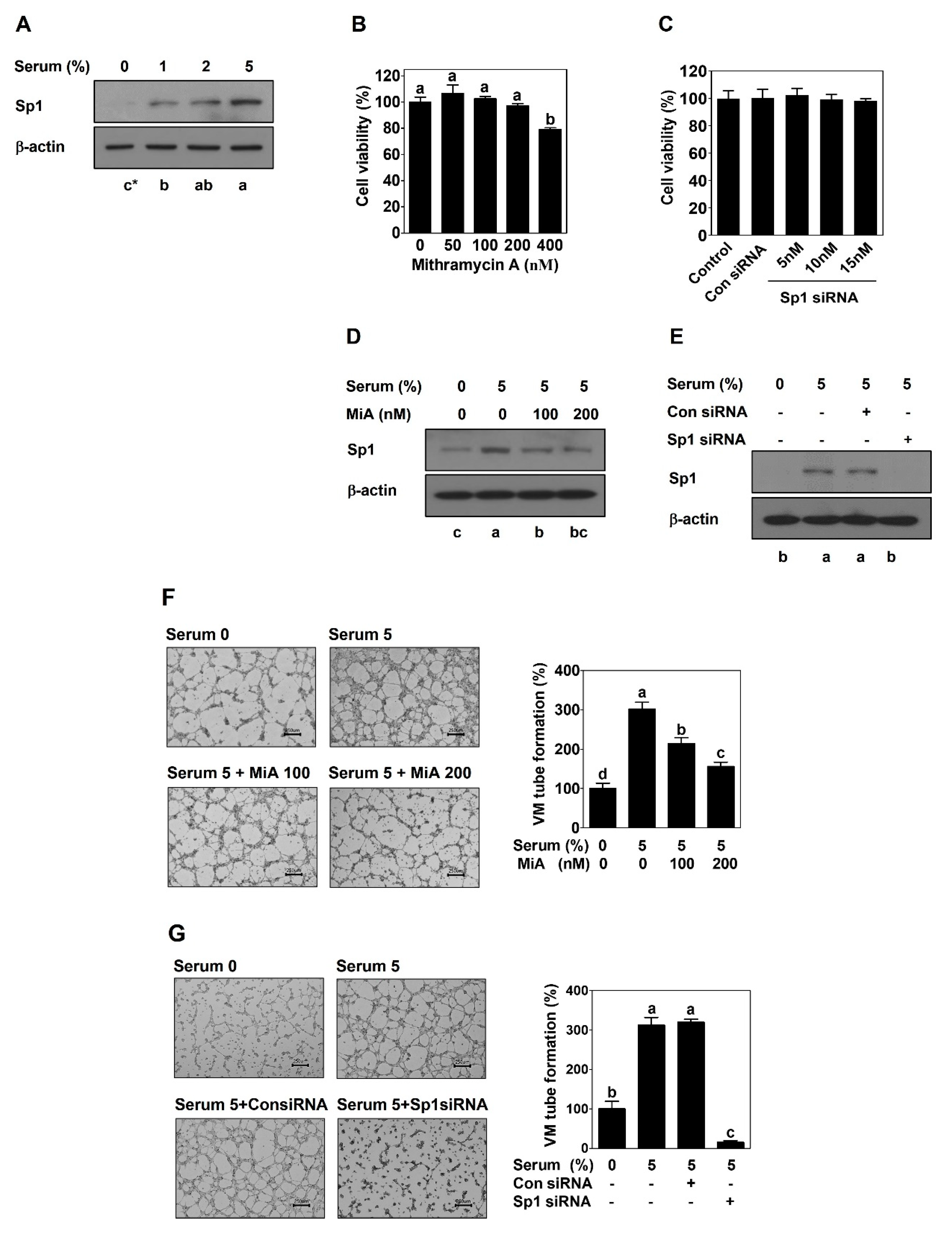 Ijms 23 01321 g001 Ijms 23 01321 g001