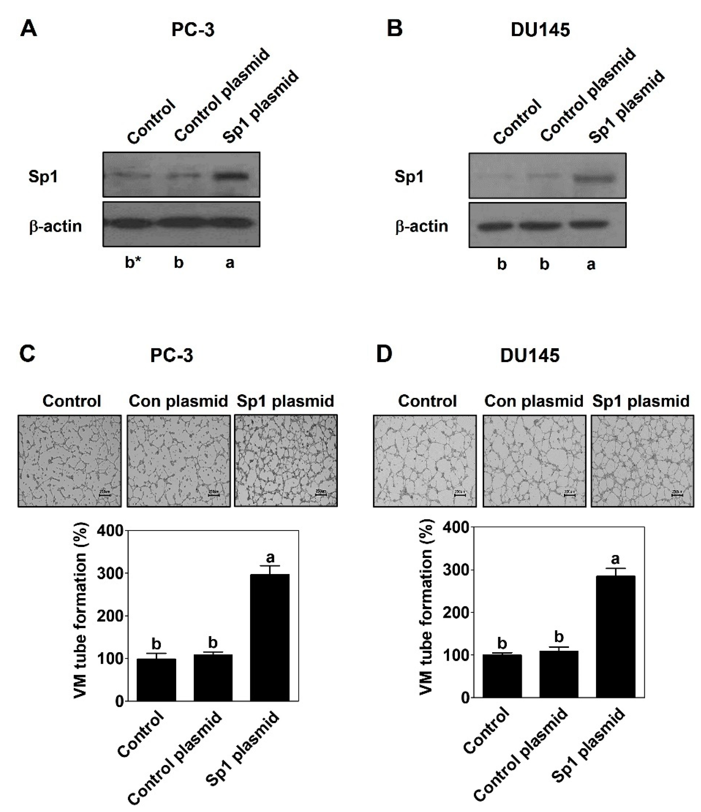 Ijms 23 01321 g003 Ijms 23 01321 g003
