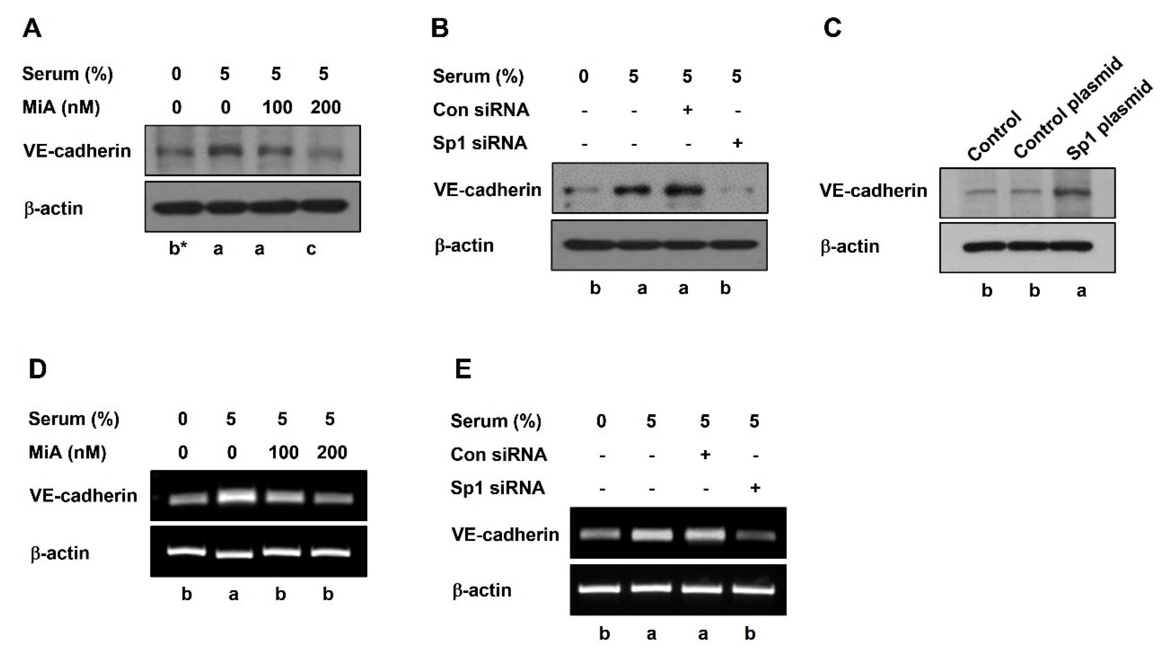 Ijms 23 01321 g004 Ijms 23 01321 g004