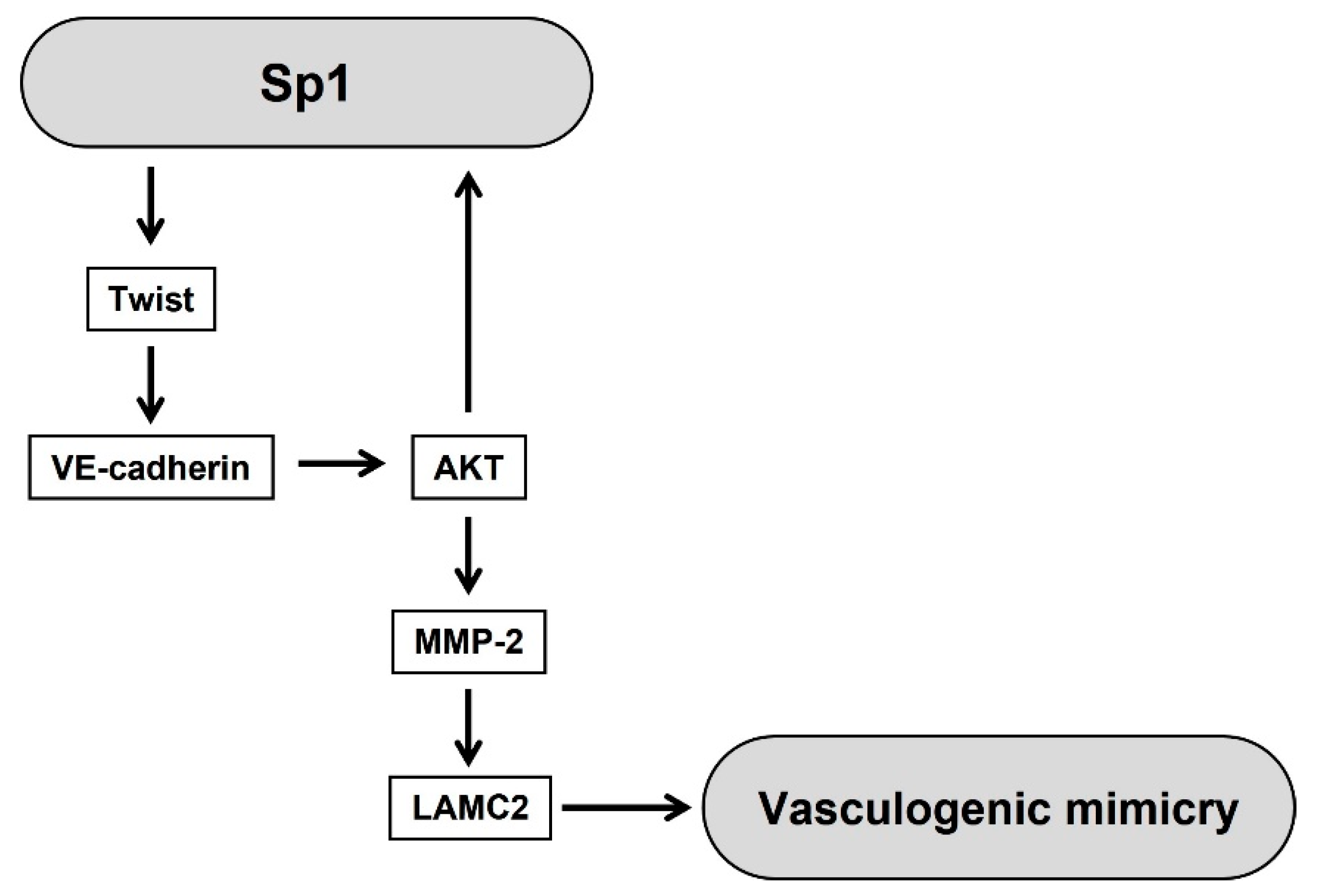 Ijms 23 01321 g007 Ijms 23 01321 g007
