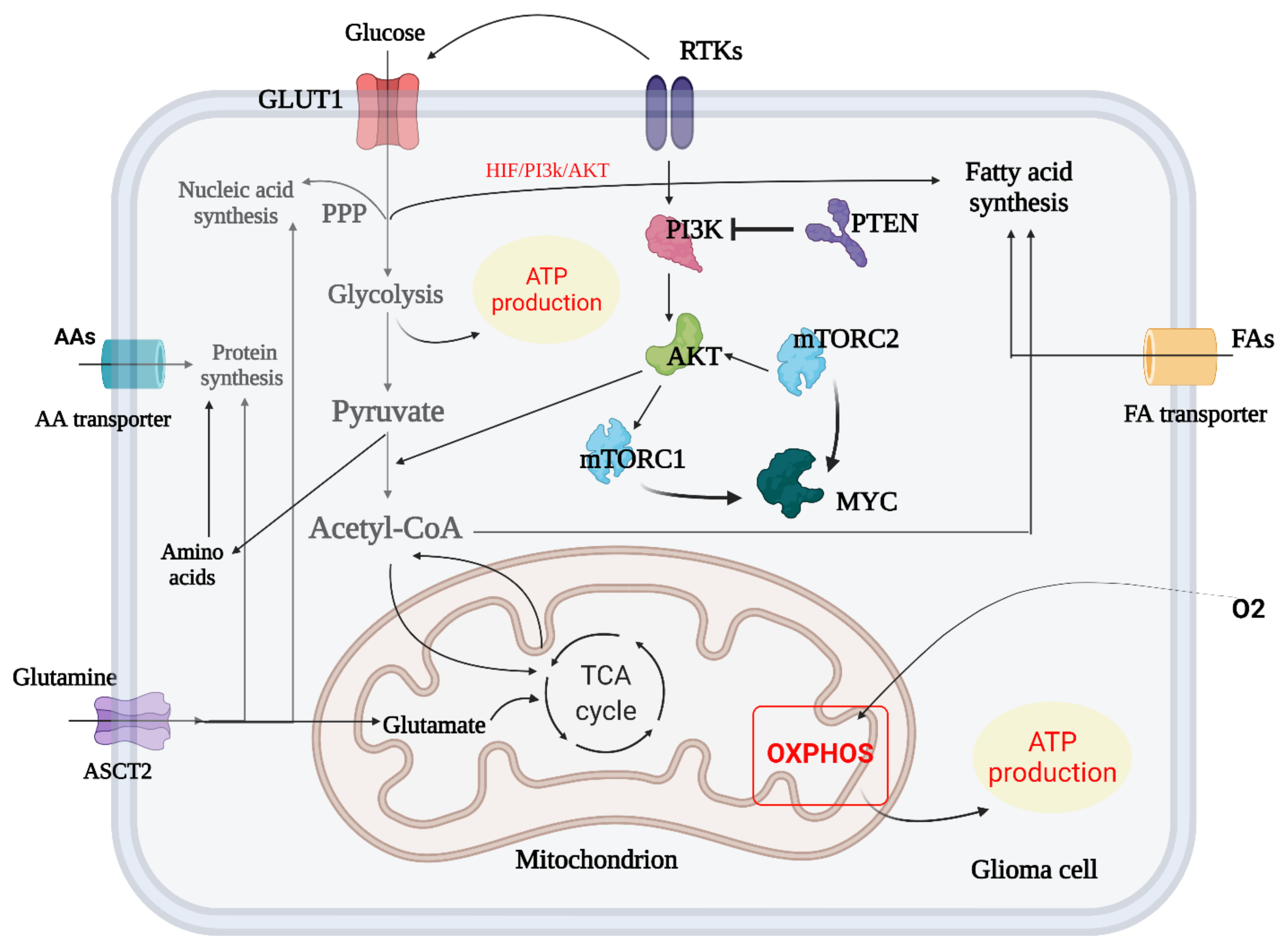 Ijms 23 01353 g004 Ijms 23 01353 g004