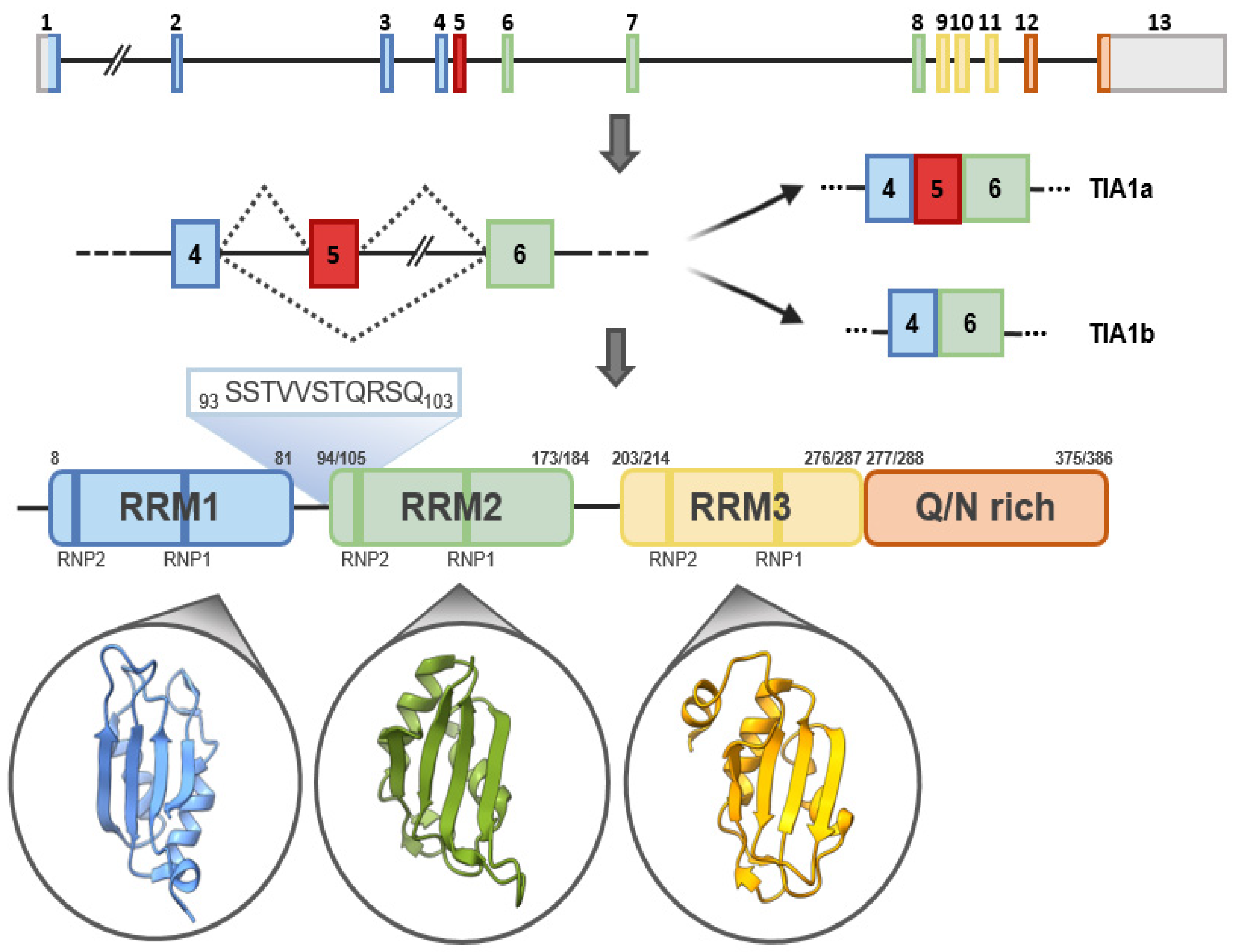 Ijms 23 01400 g002 Ijms 23 01400 g002