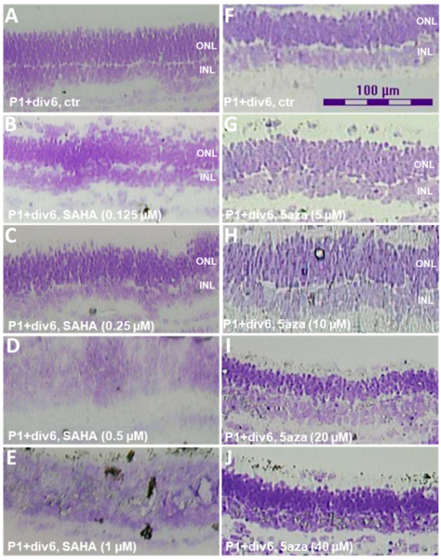 Ijms 23 01408 g005 Ijms 23 01408 g005