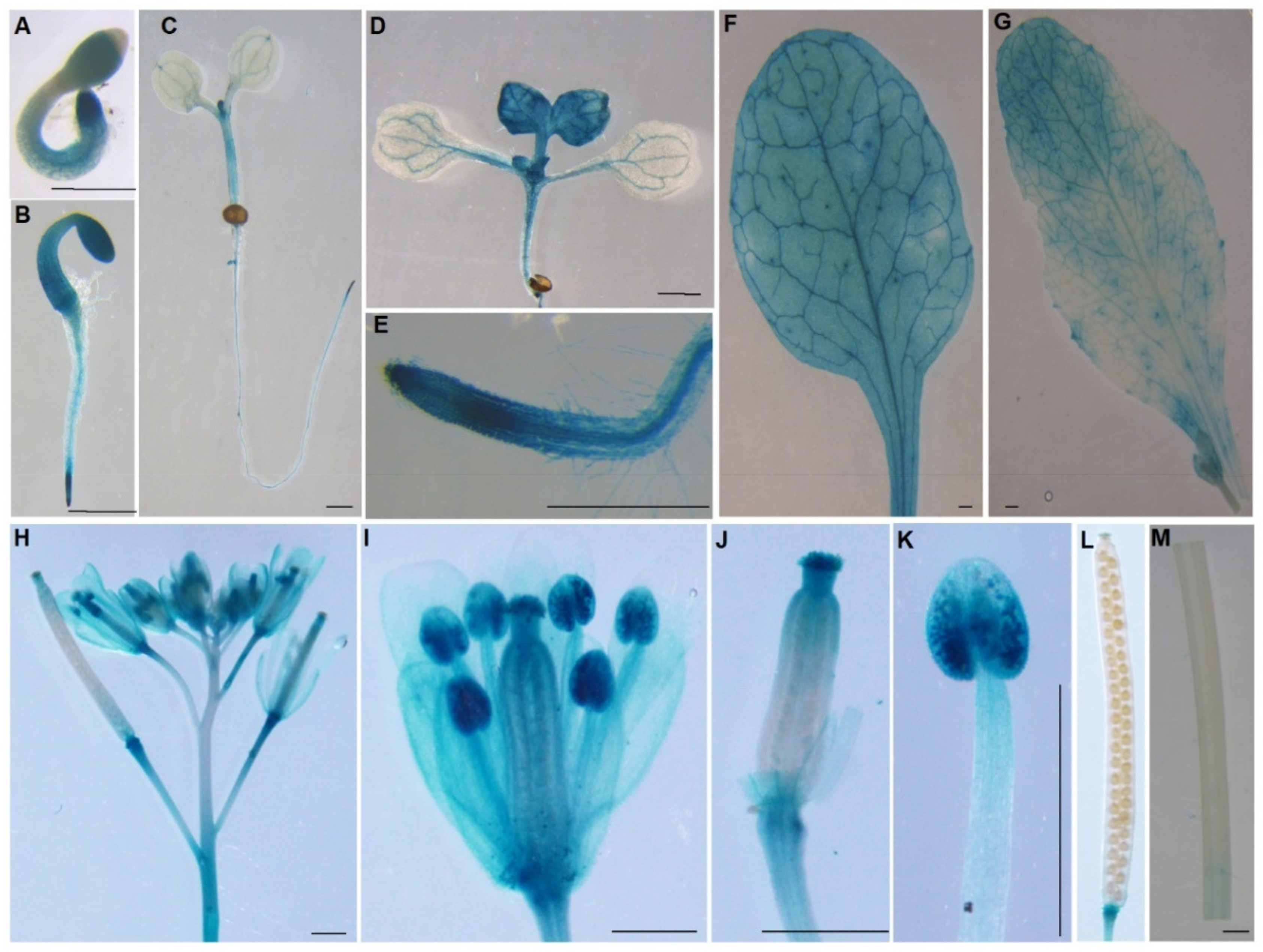 Ijms 23 01409 g002 Ijms 23 01409 g002