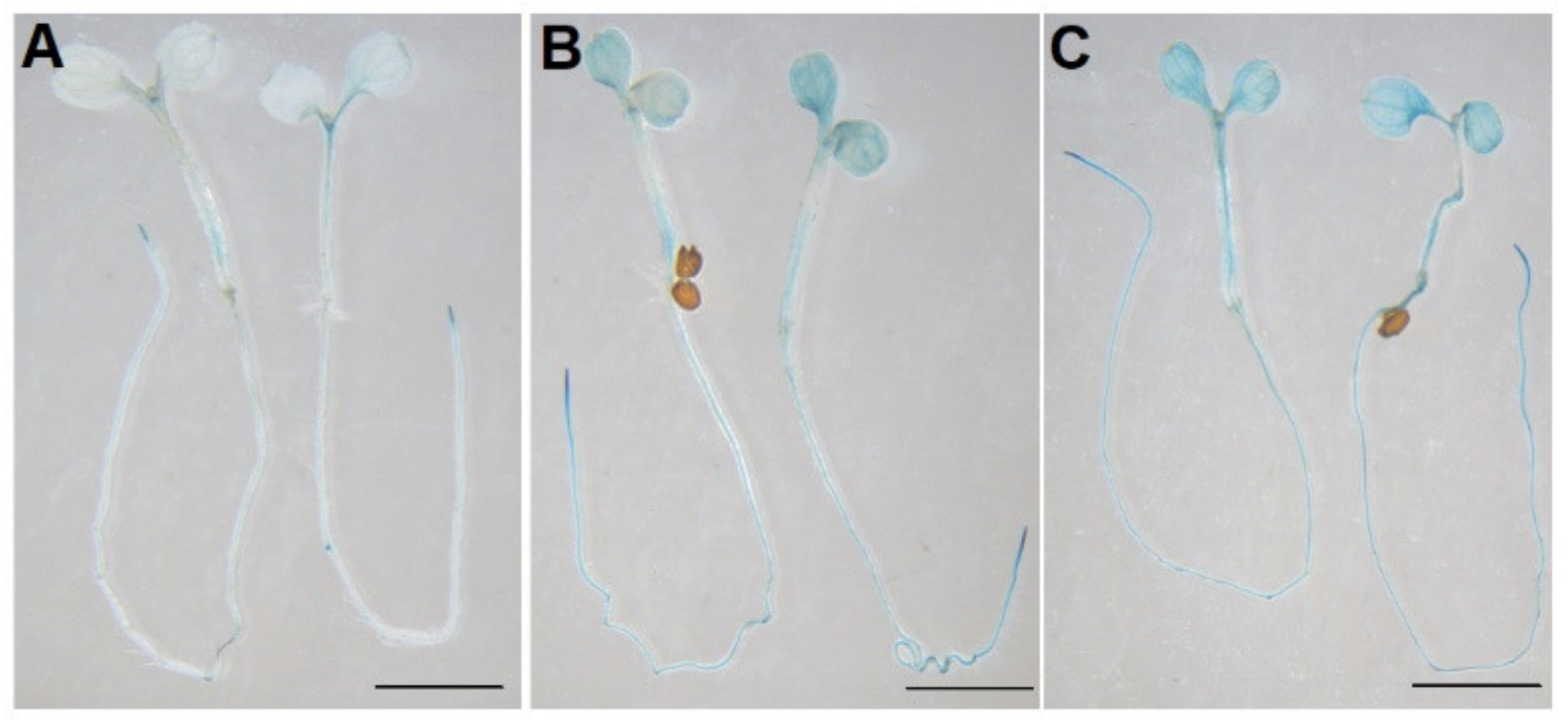 Ijms 23 01409 g004 Ijms 23 01409 g004