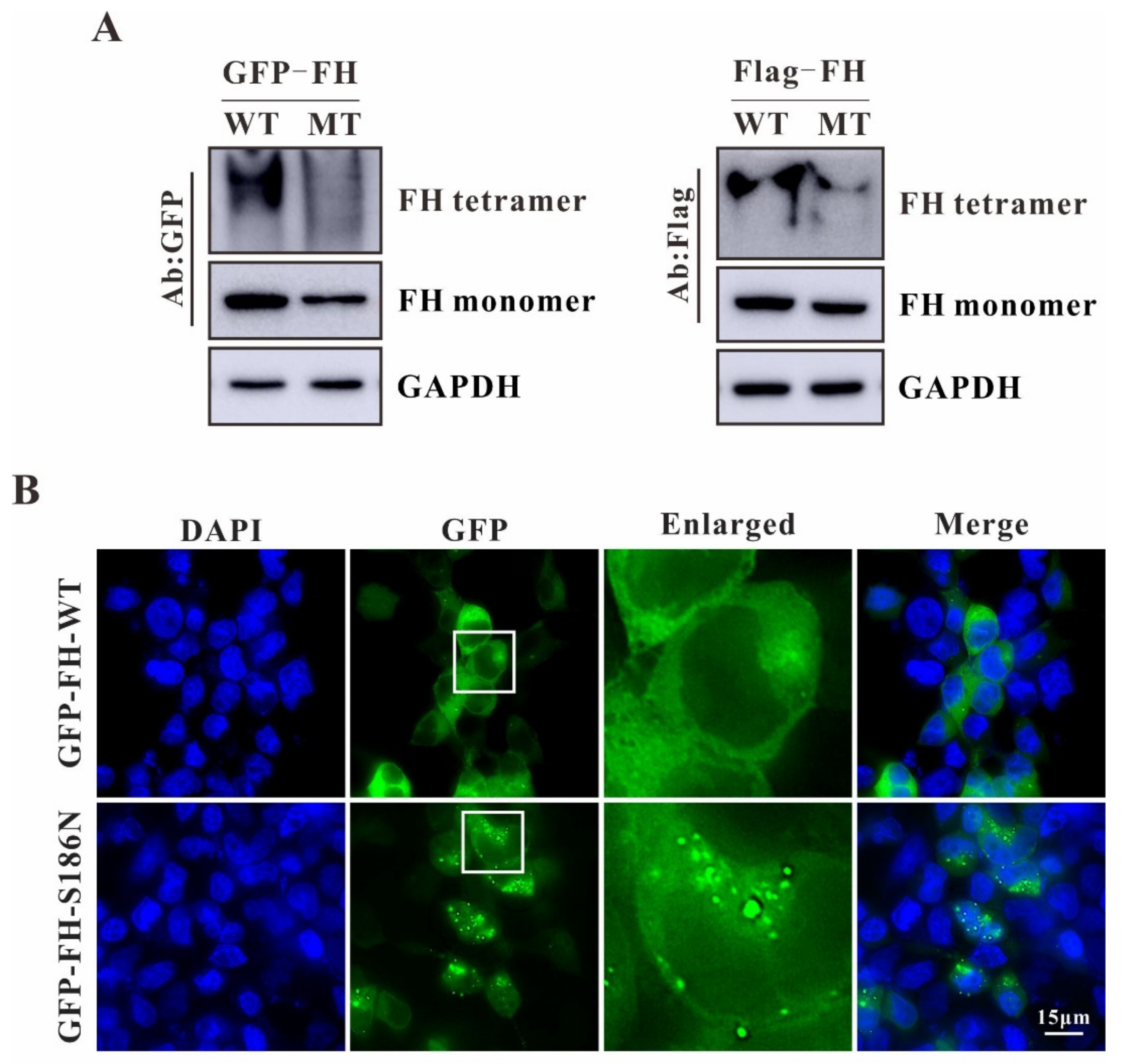 Ijms 23 01452 g003 Ijms 23 01452 g003