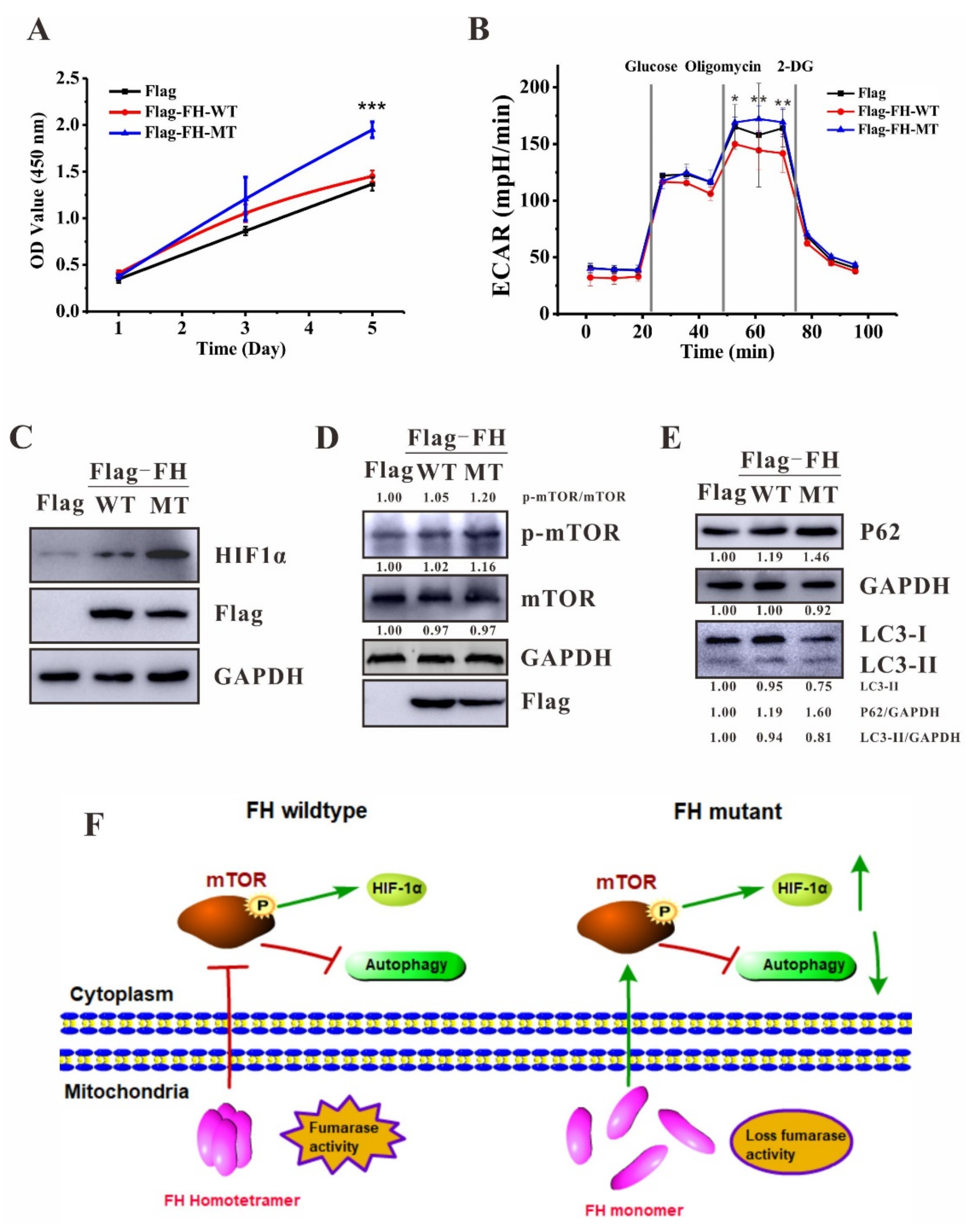 Ijms 23 01452 g004 Ijms 23 01452 g004