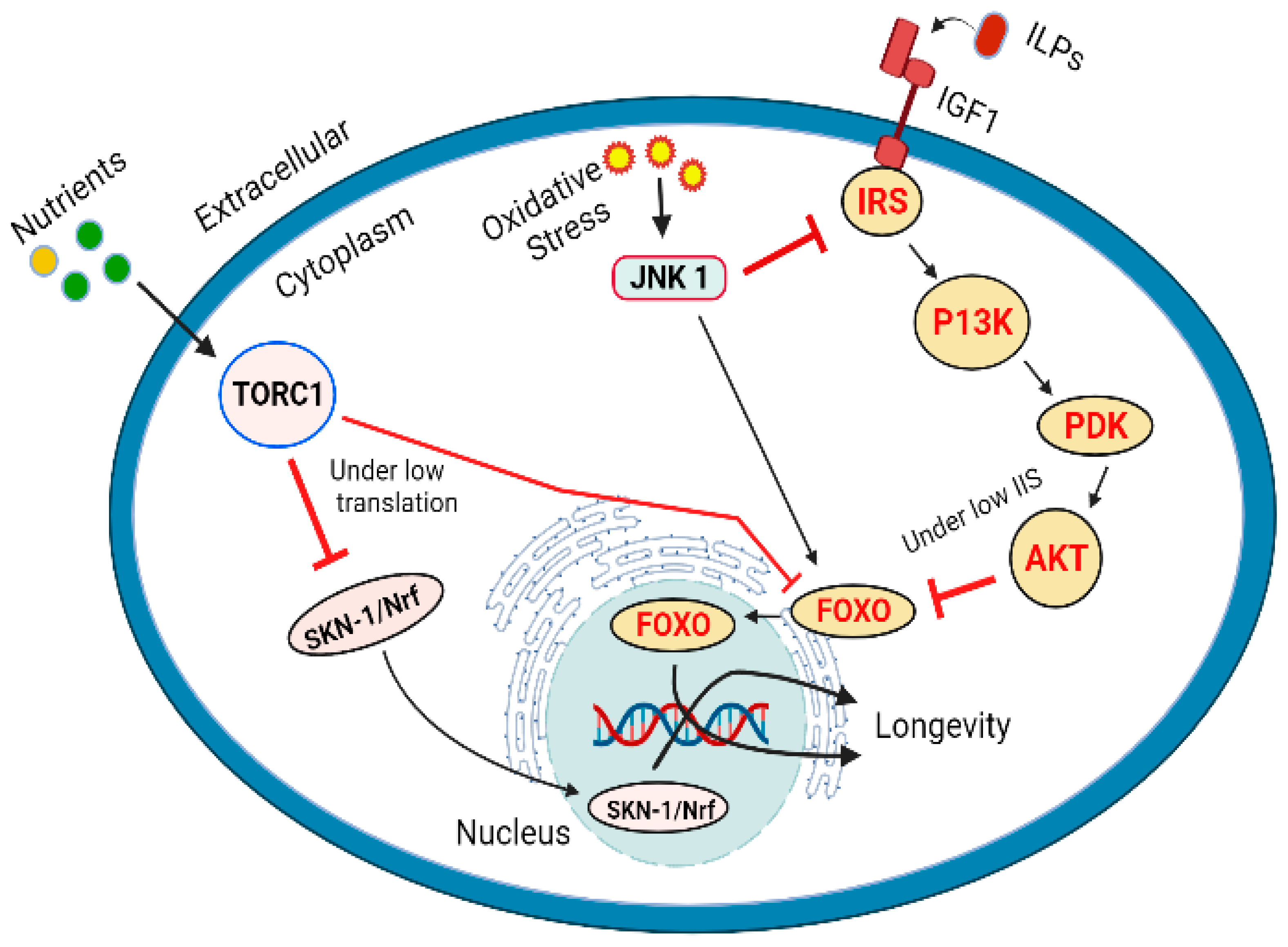 Ijms 23 01499 g004 Ijms 23 01499 g004