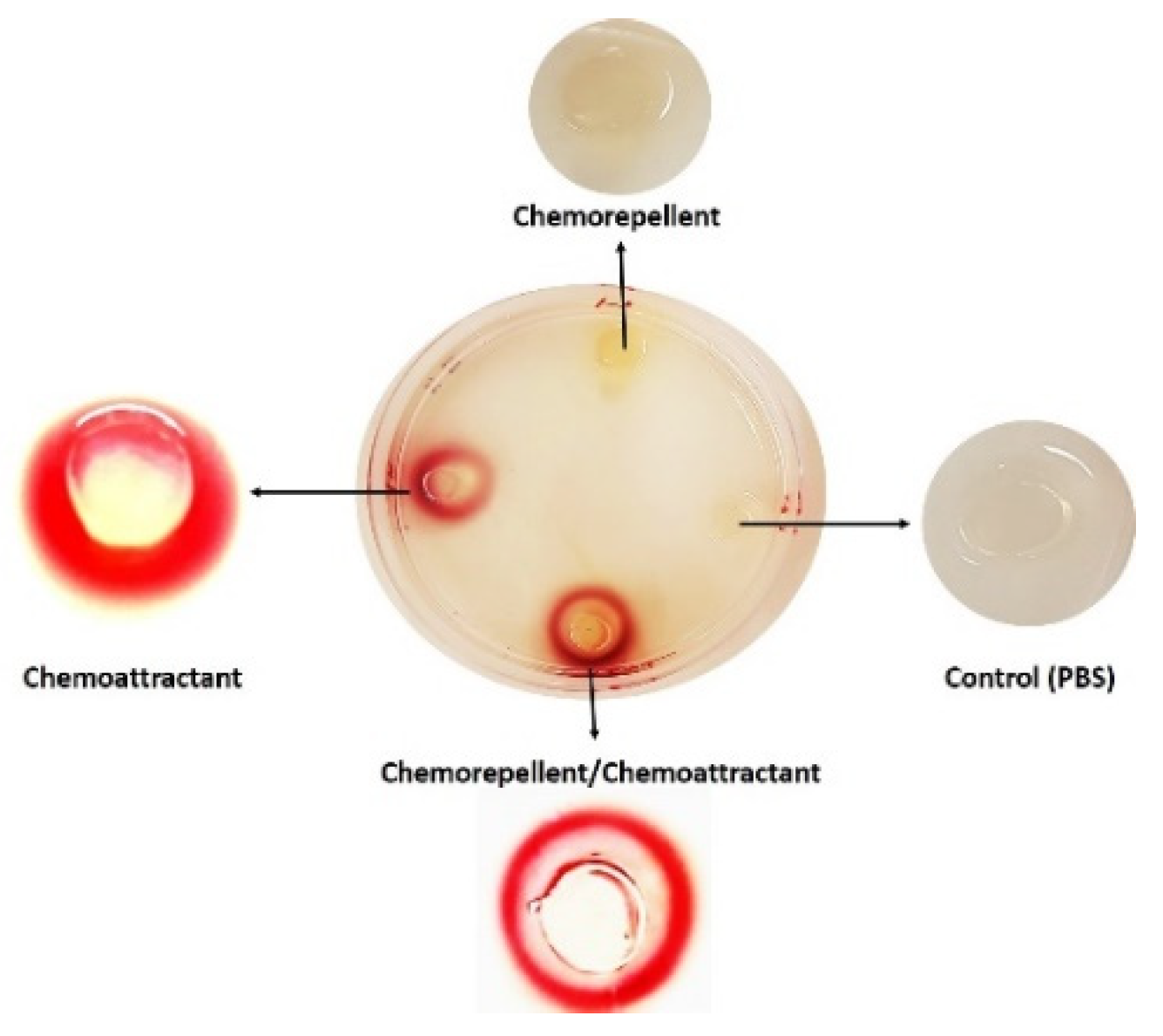 Ijms 23 01576 g001 Ijms 23 01576 g001