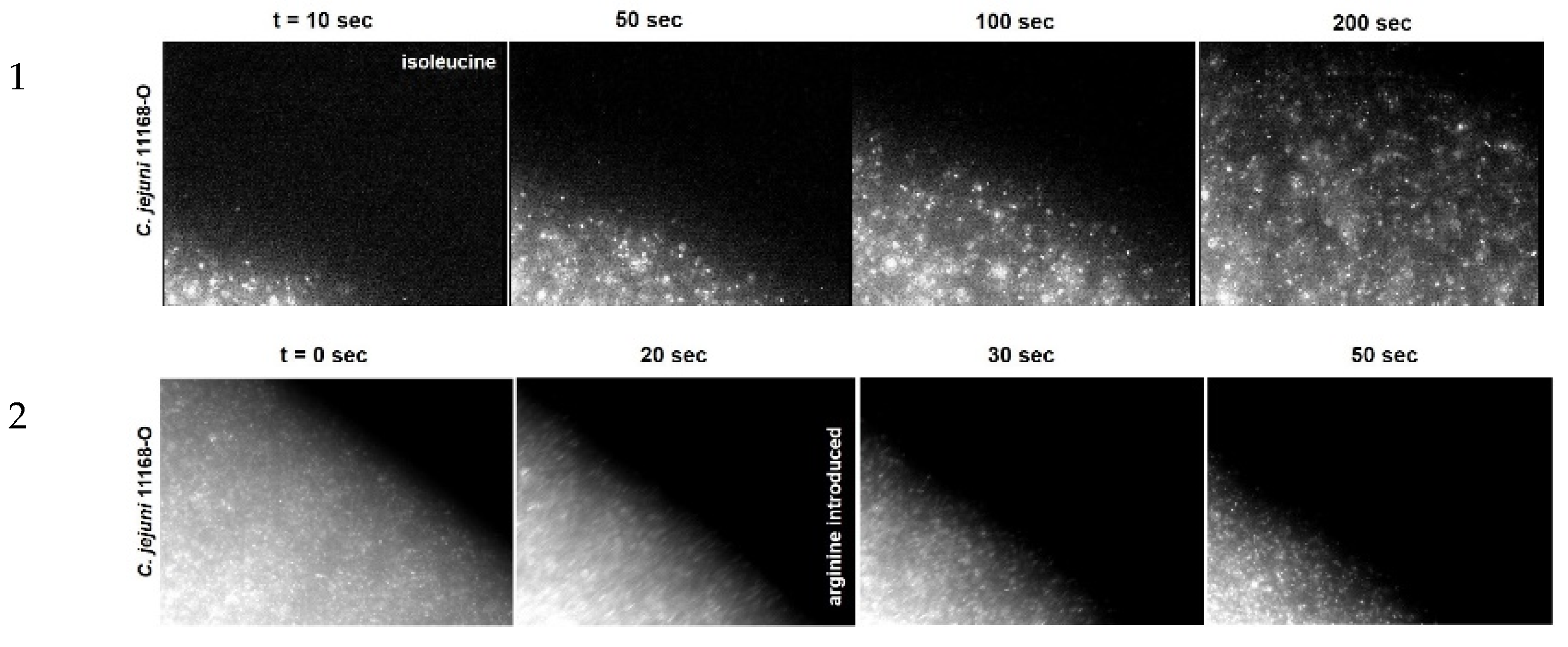 Ijms 23 01576 g002 Ijms 23 01576 g002