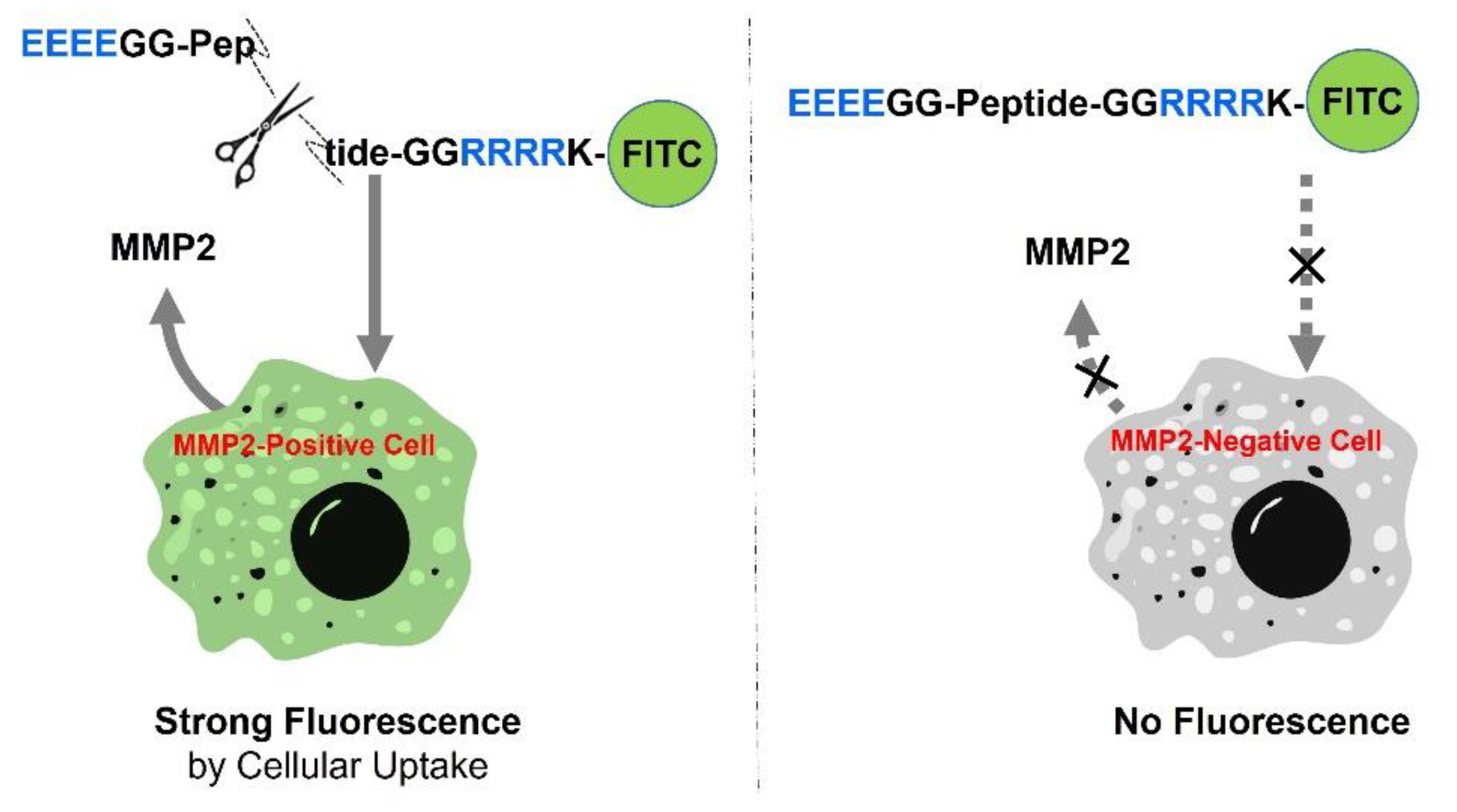 Ijms 23 01605 sch001