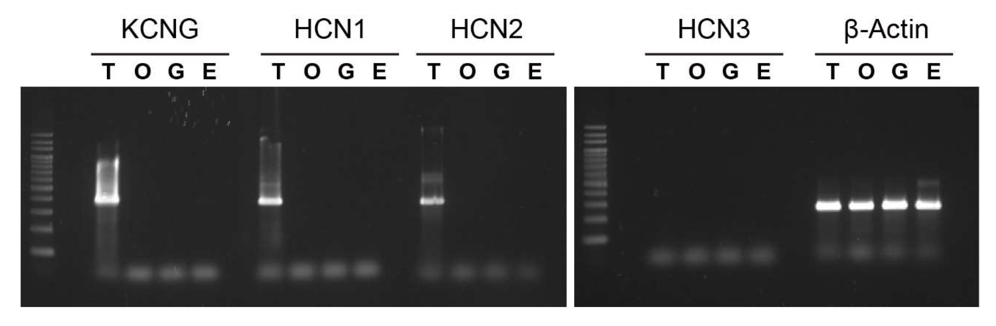 Ijms 23 01648 g004