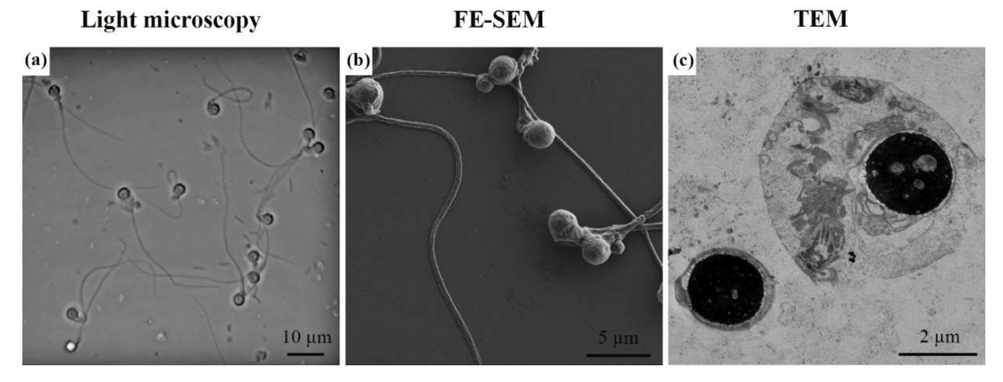 Ijms 23 01729 g001 Ijms 23 01729 g001