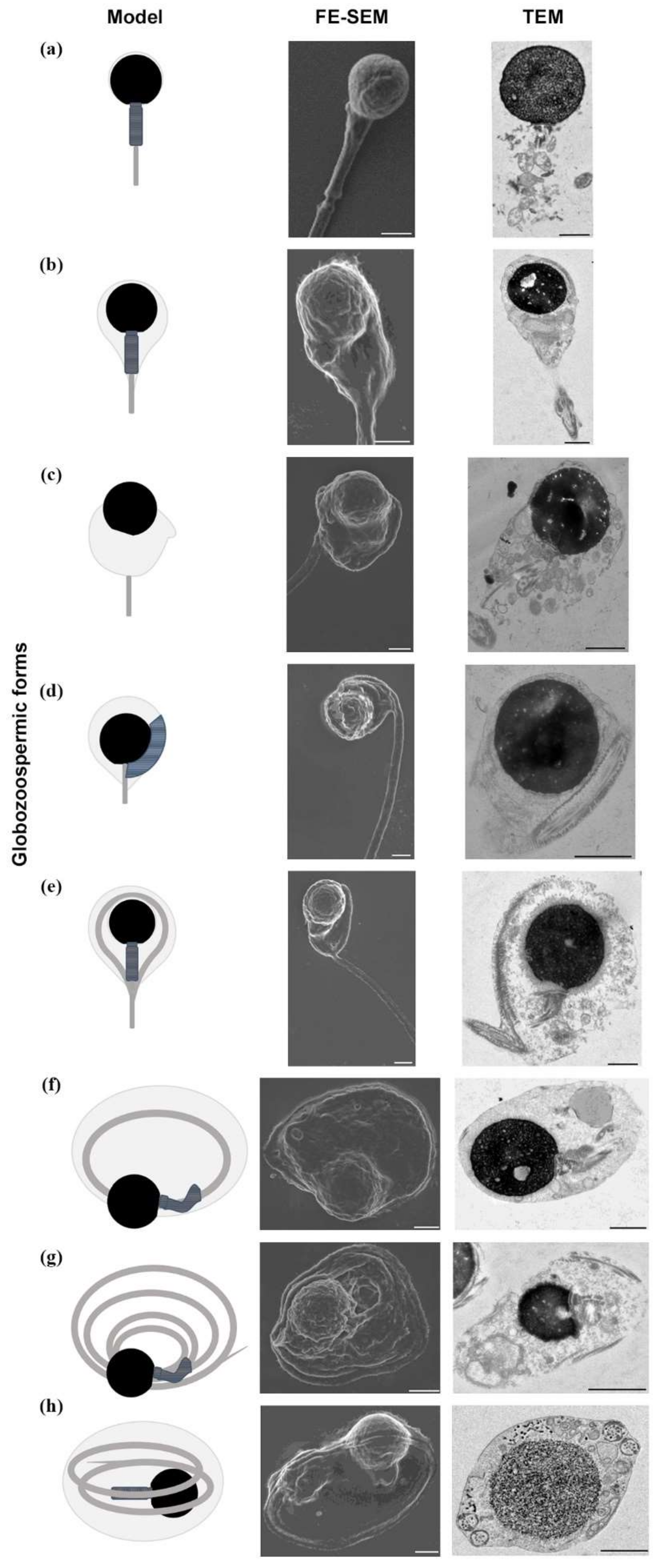 Ijms 23 01729 g002 Ijms 23 01729 g002