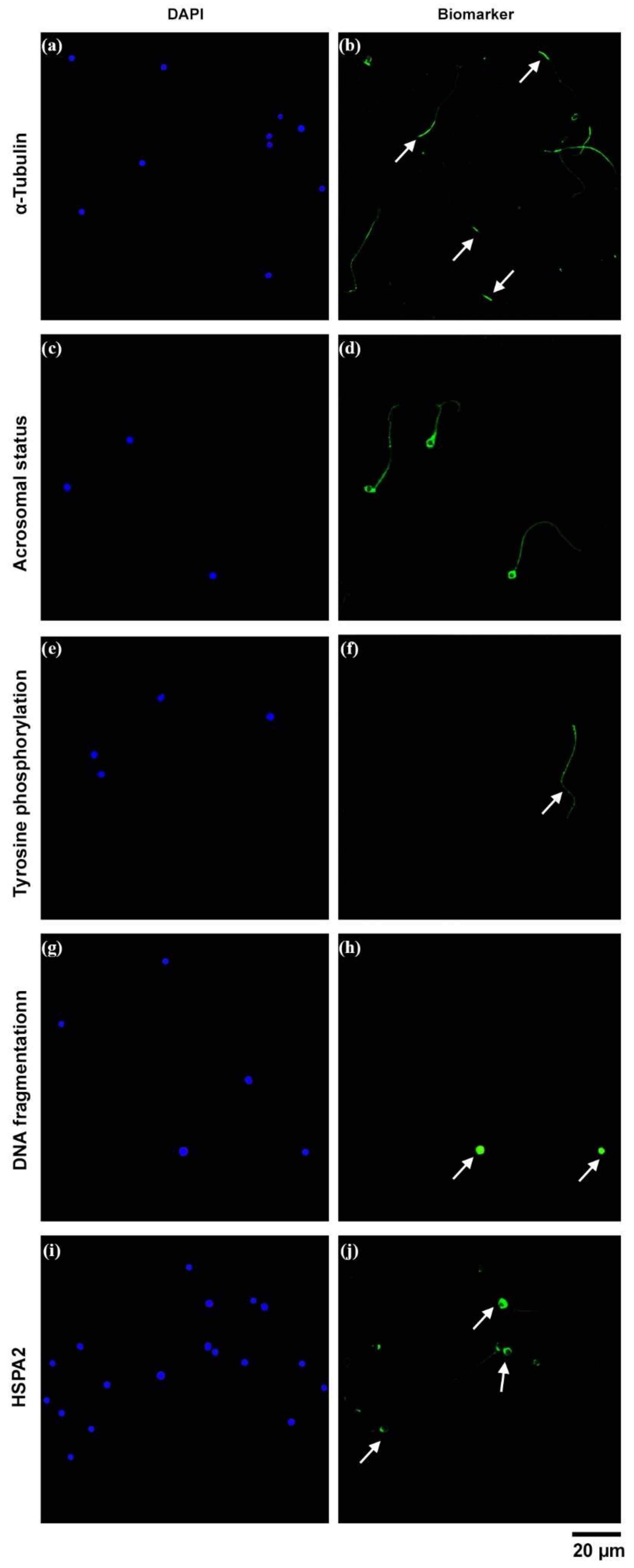 Ijms 23 01729 g003 Ijms 23 01729 g003