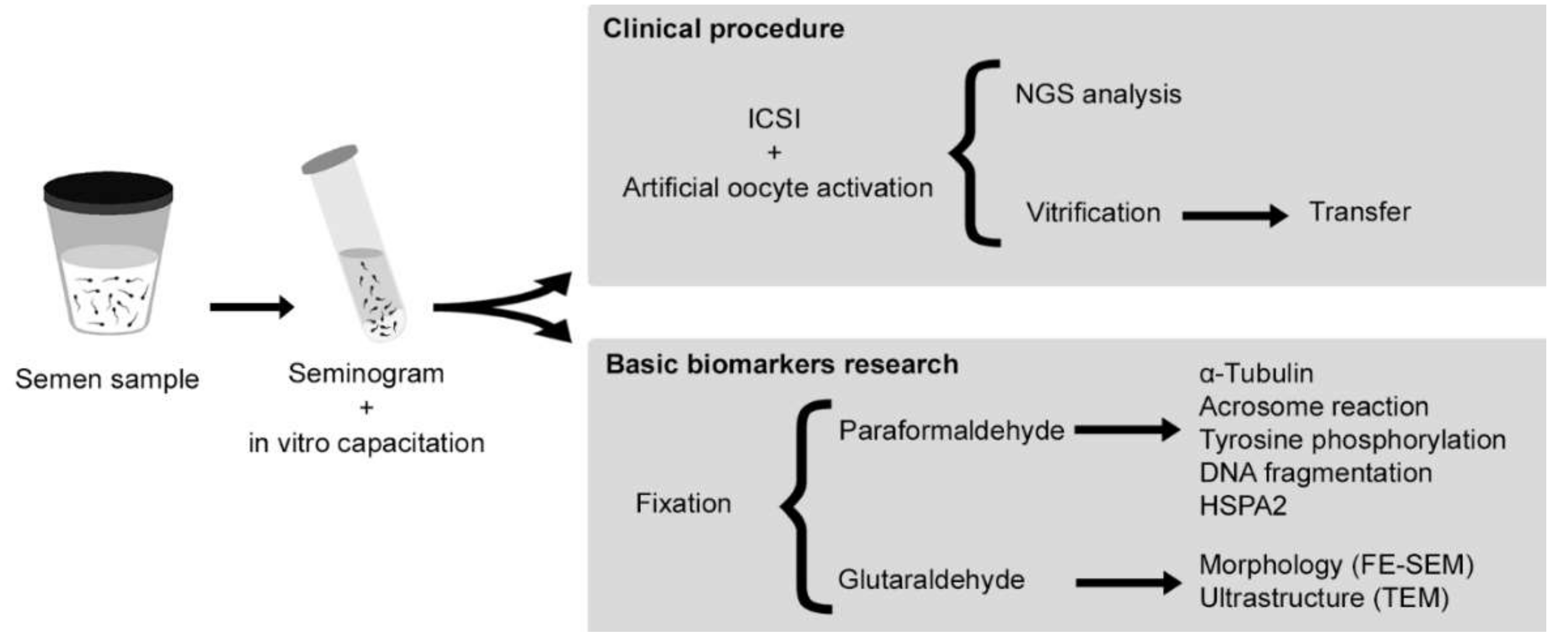 Ijms 23 01729 g004 Ijms 23 01729 g004