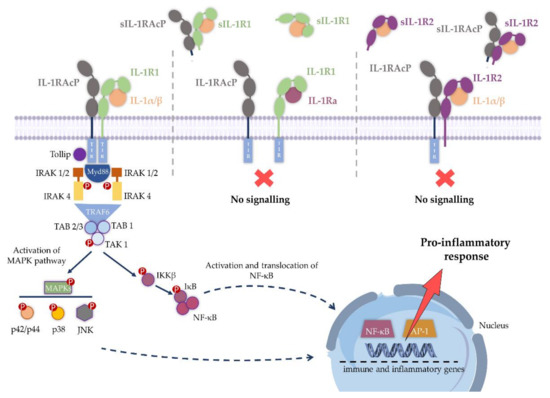 Ijms 23 01731 g002 550