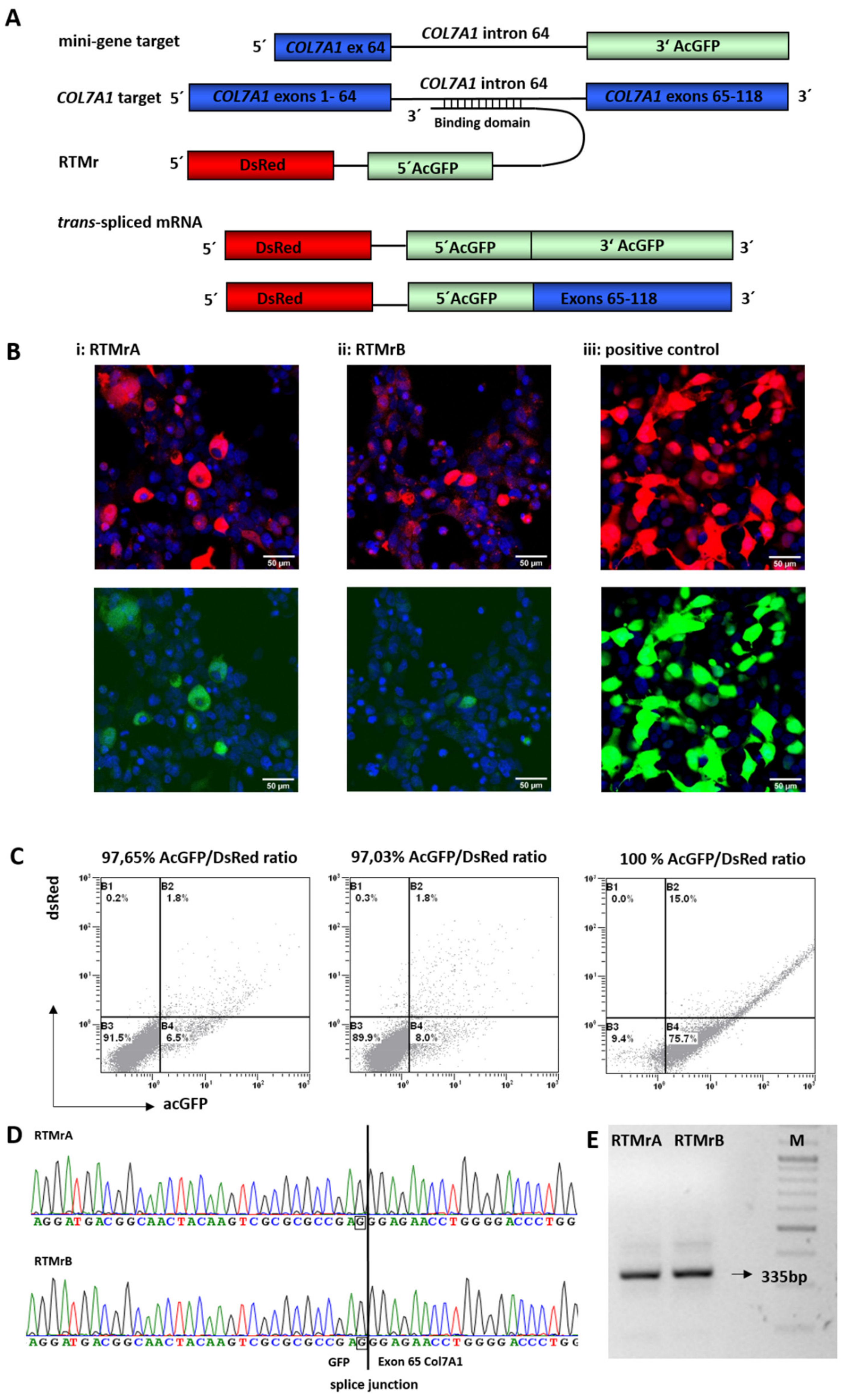 Ijms 23 01732 g001 Ijms 23 01732 g001