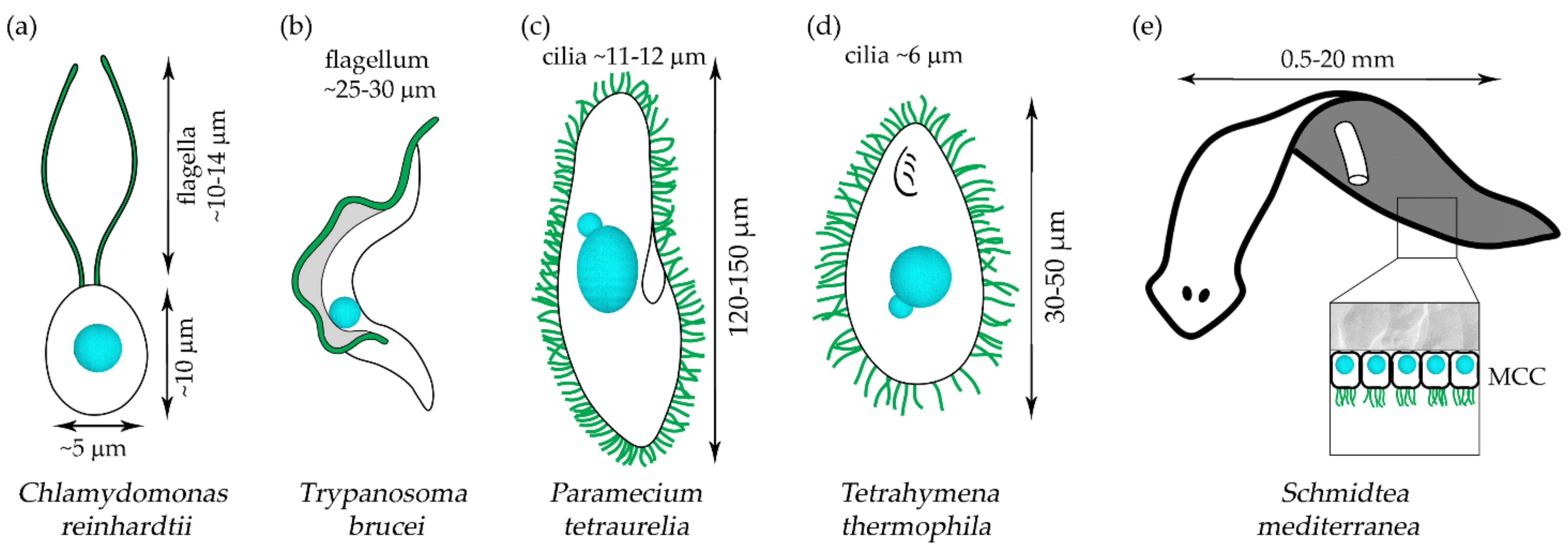Ijms 23 01749 g002 Ijms 23 01749 g002