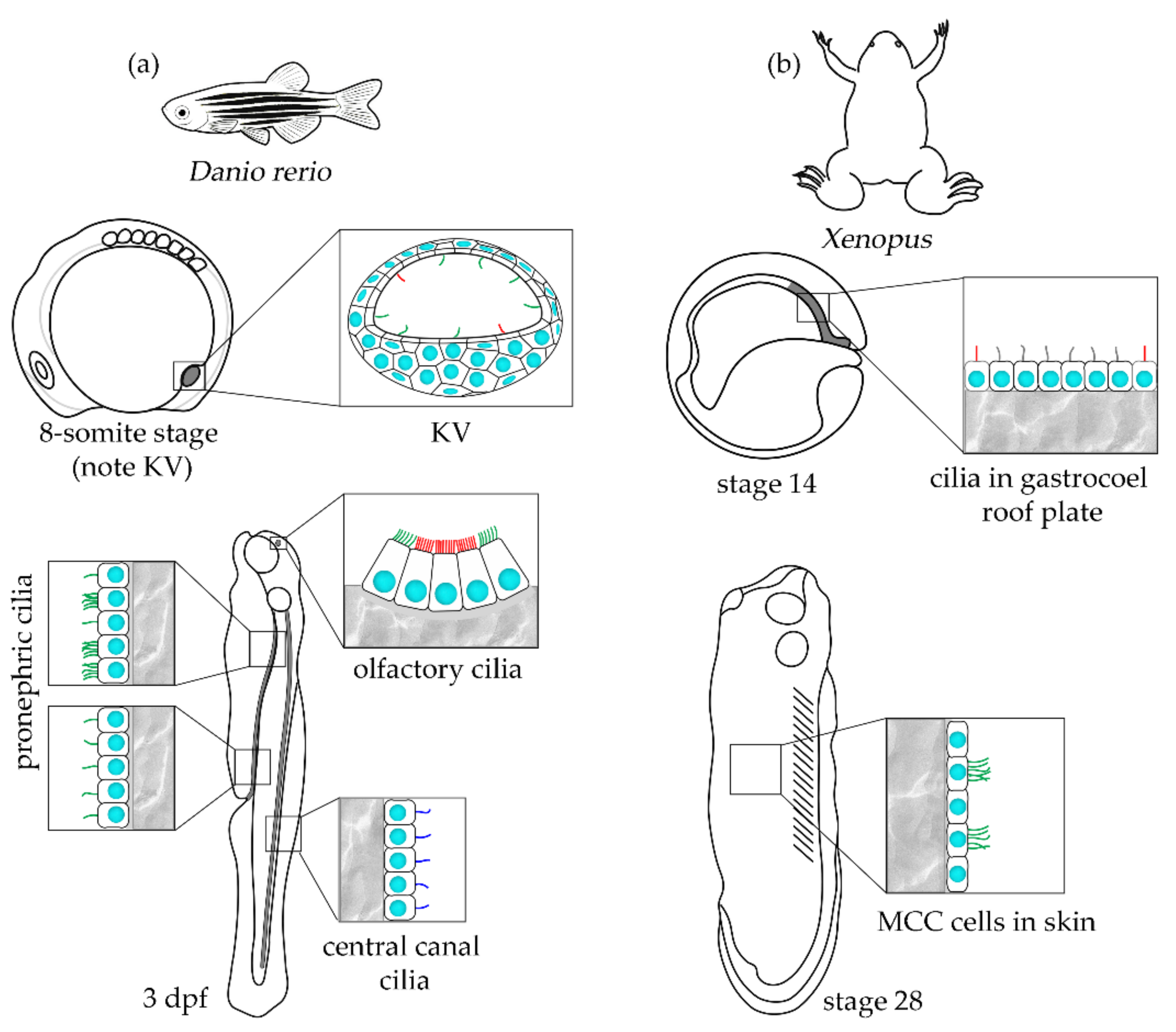 Ijms 23 01749 g003 Ijms 23 01749 g003