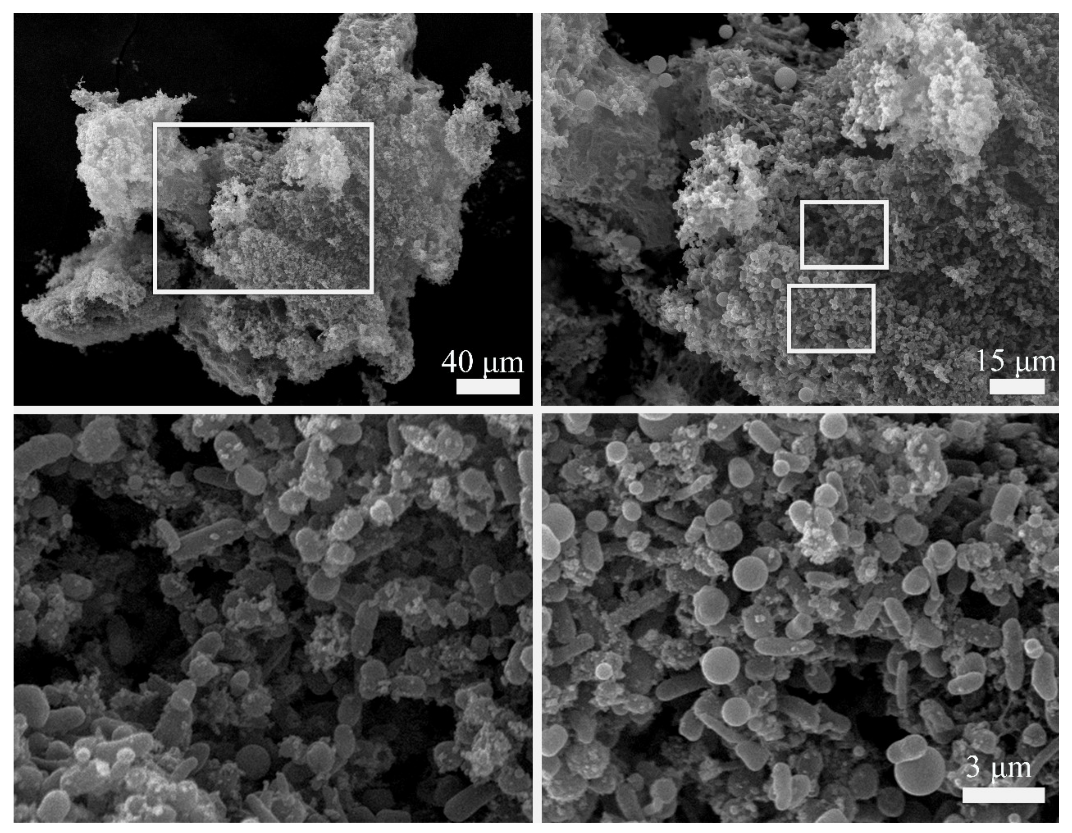 Ijms 23 01837 g004 Ijms 23 01837 g004