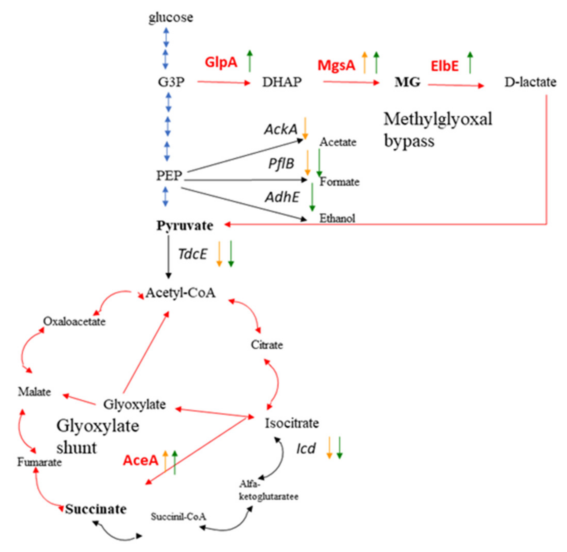 Ijms 23 01837 g006 Ijms 23 01837 g006
