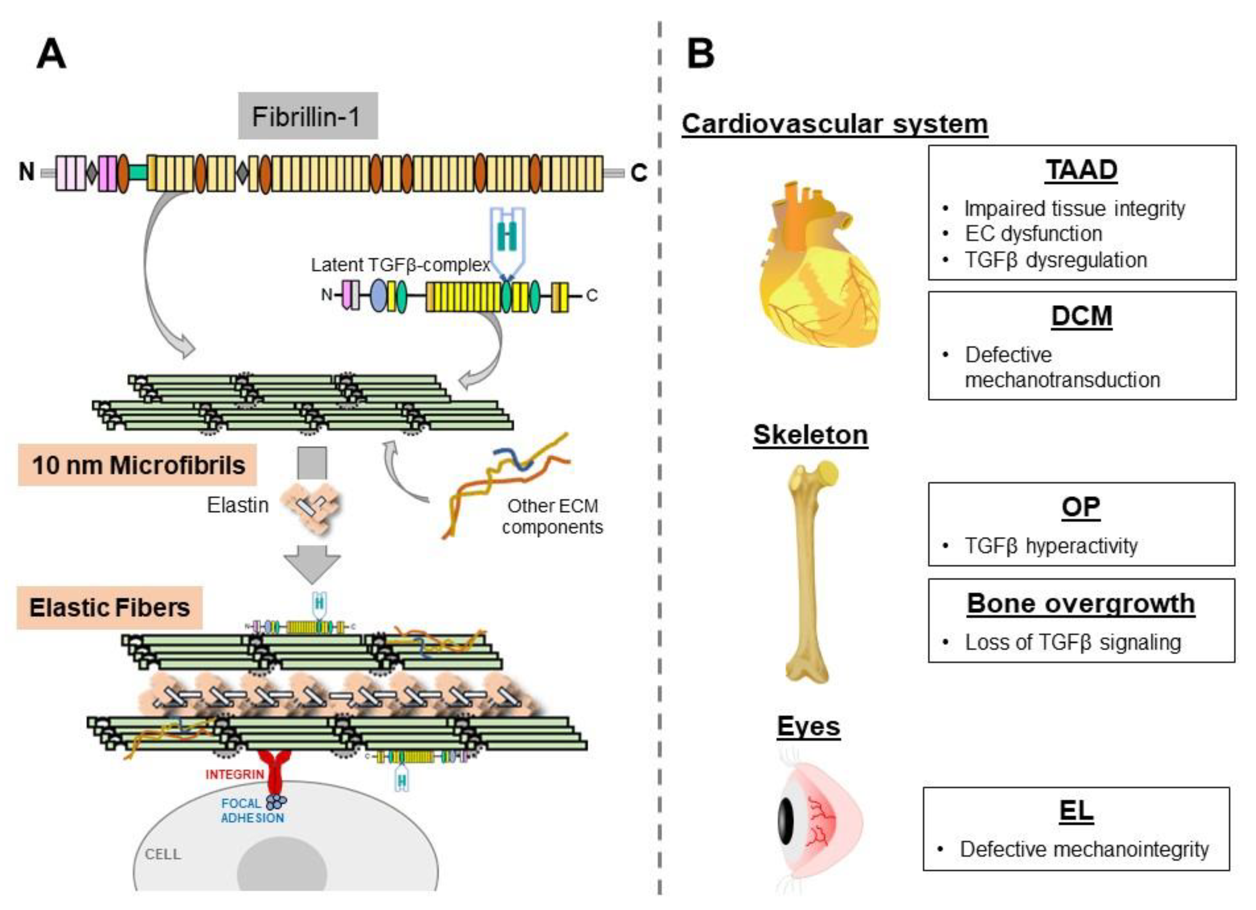 Infibril The Multiple Functions of Fibrillin-1 Microfibrils in Organismal ...