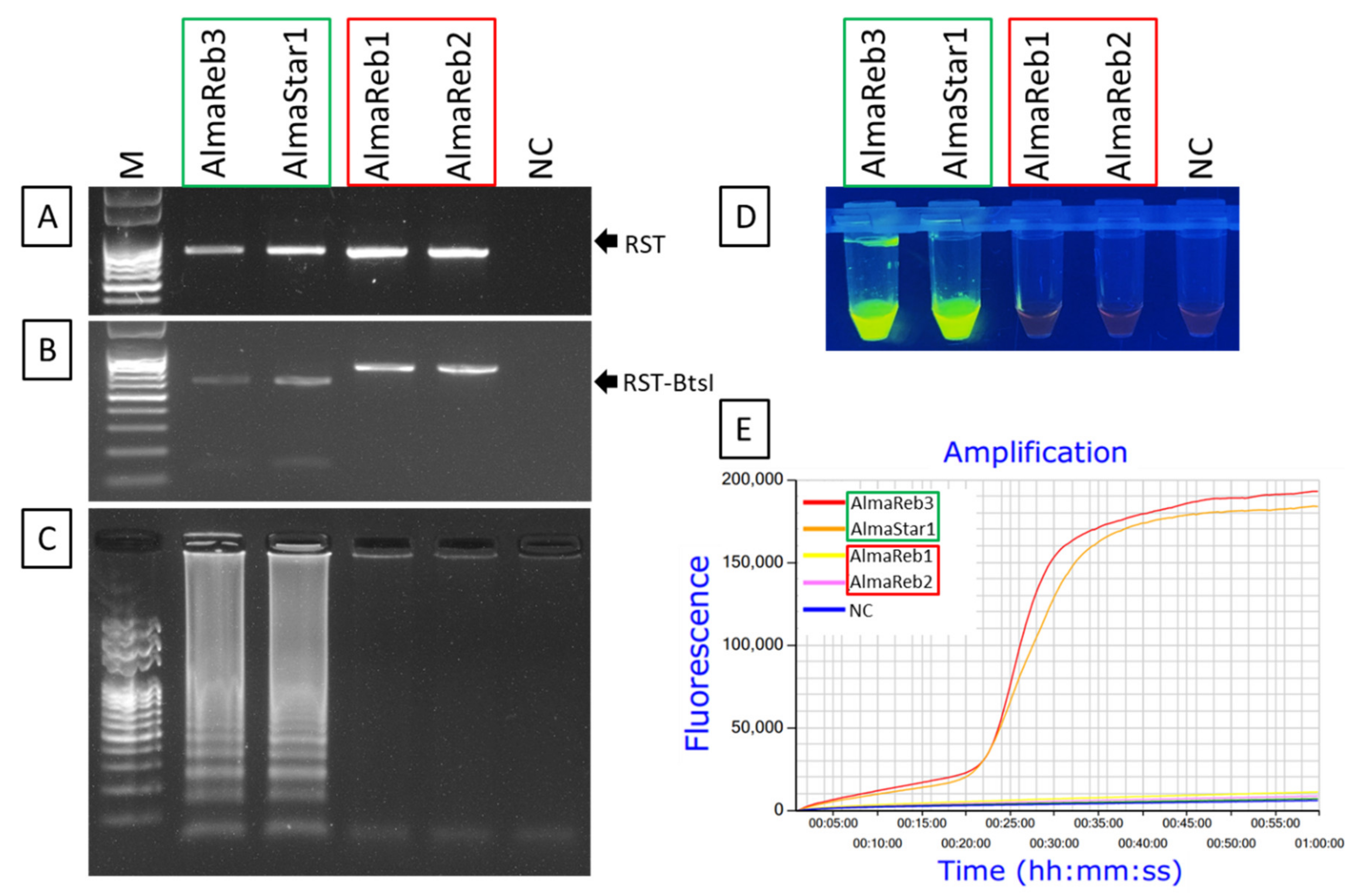 Ijms 23 01937 g008 Ijms 23 01937 g008