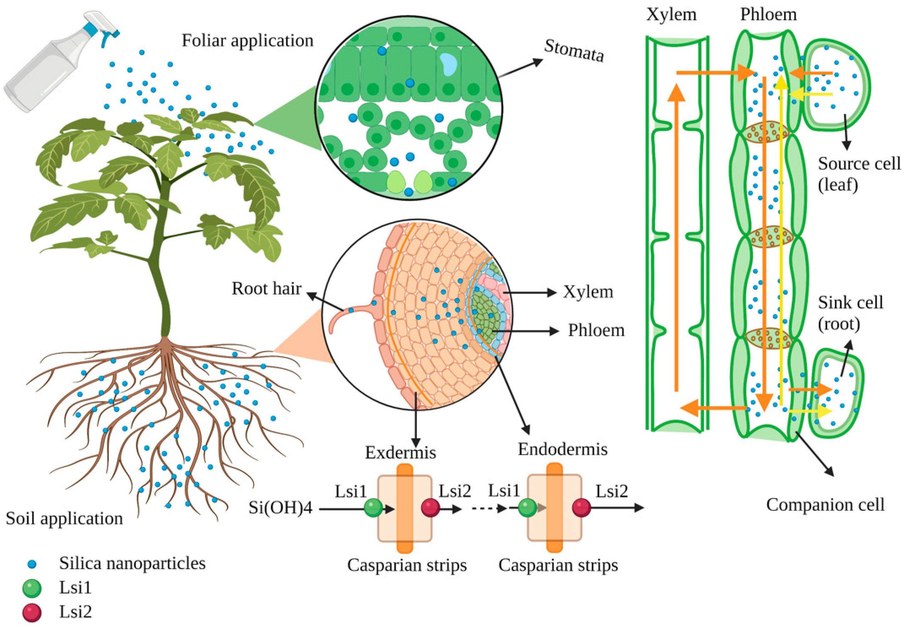 Ijms 23 01947 g002 Ijms 23 01947 g002