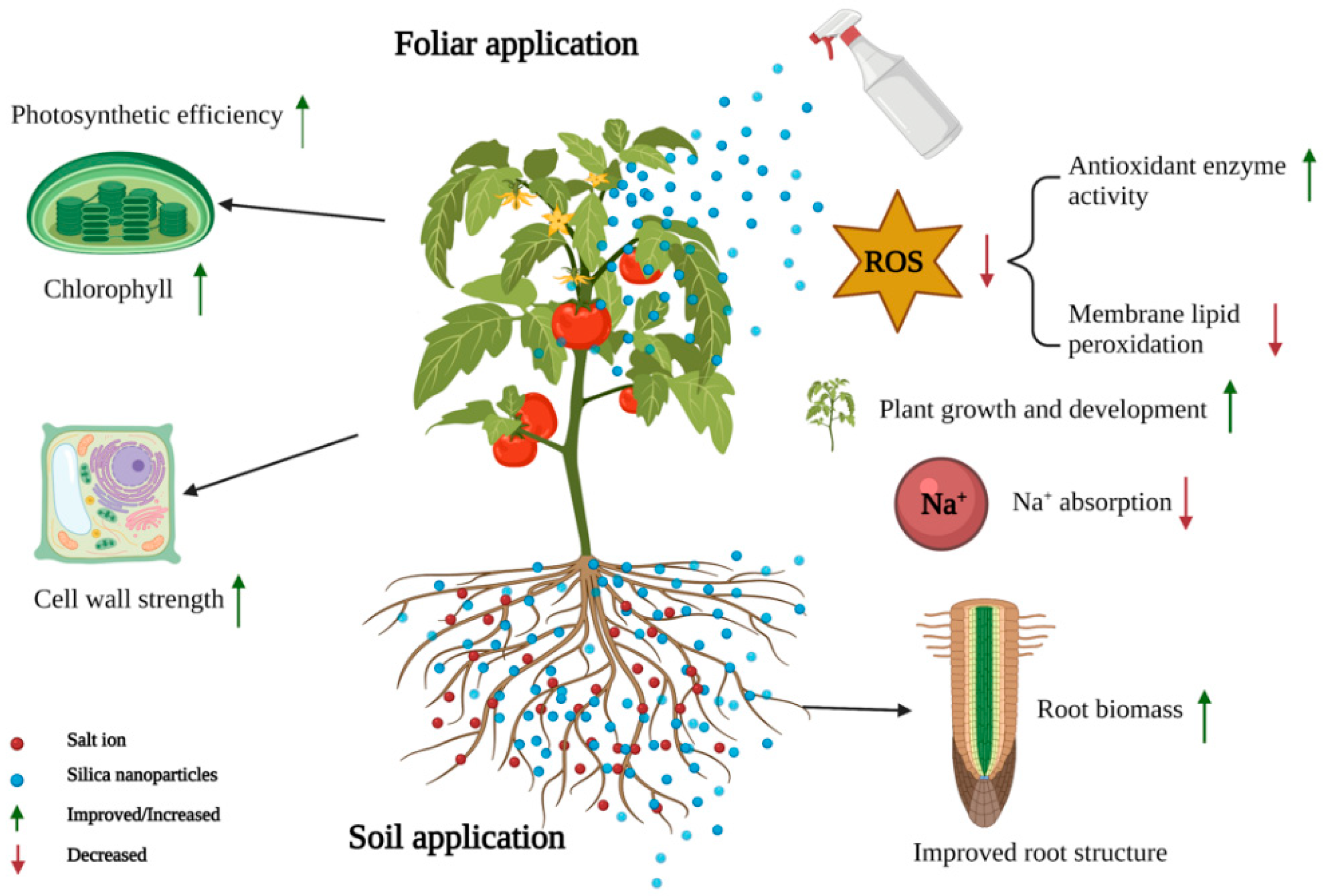 Ijms 23 01947 g003 Ijms 23 01947 g003