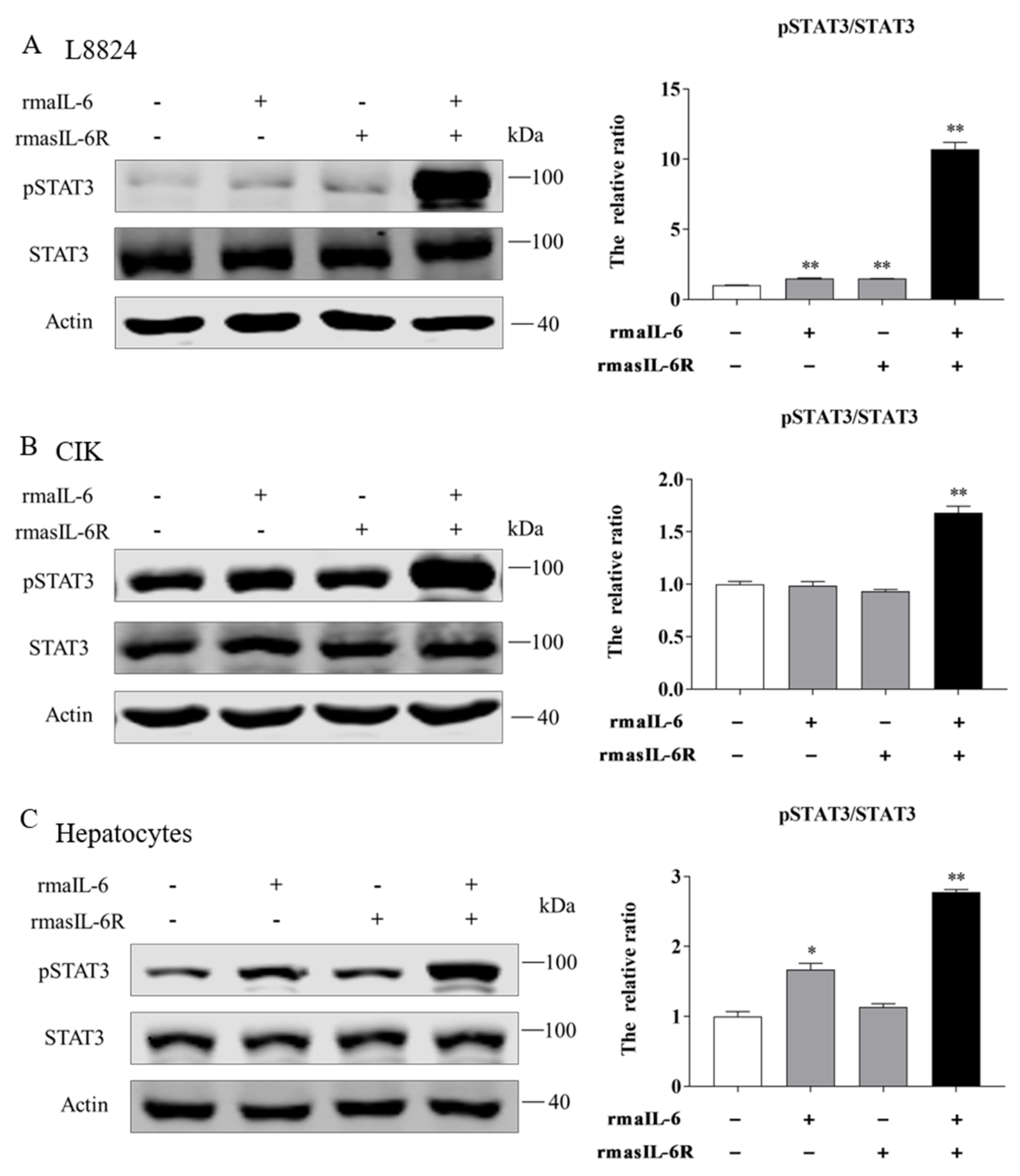 Ijms 23 02019 g005 Ijms 23 02019 g005