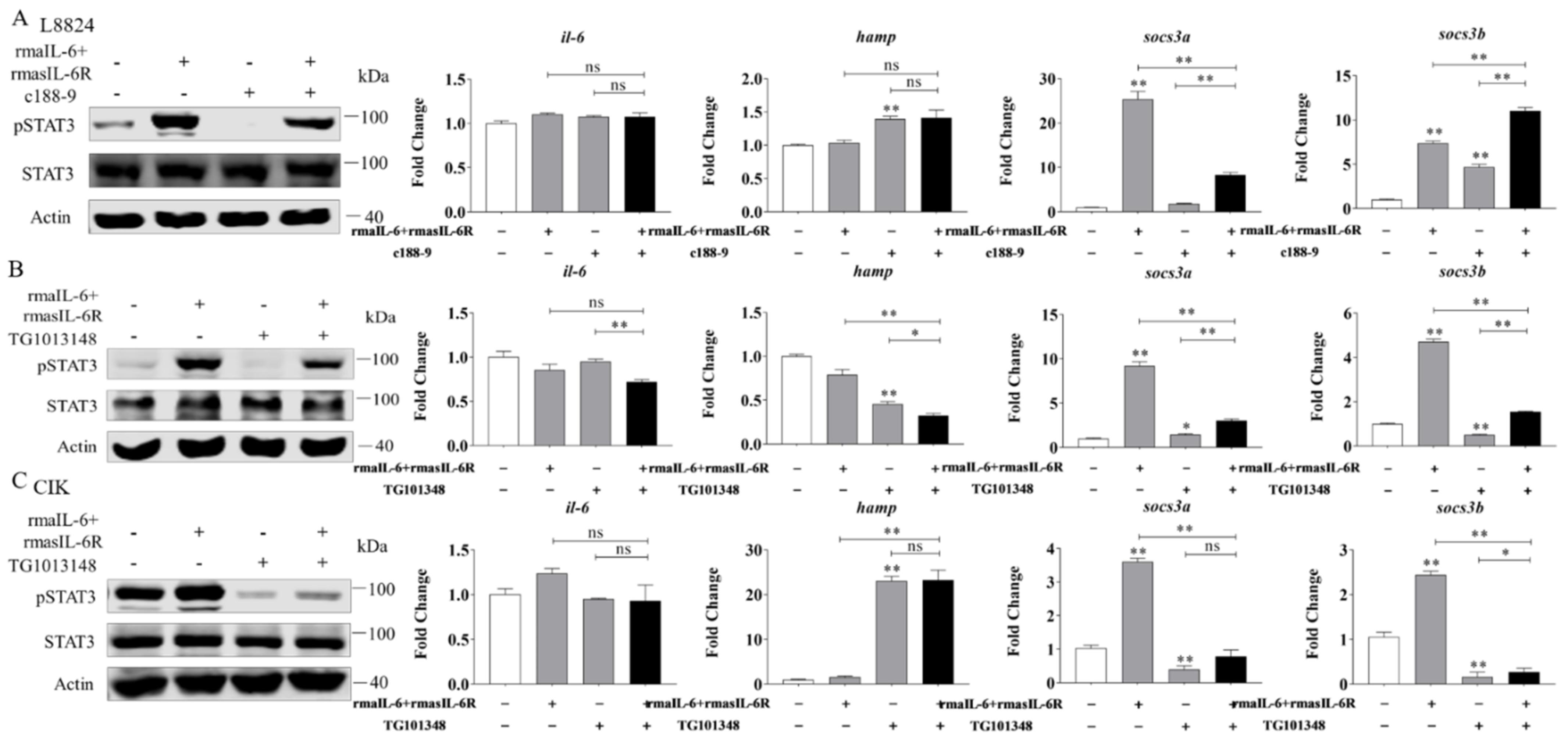 Ijms 23 02019 g007 Ijms 23 02019 g007