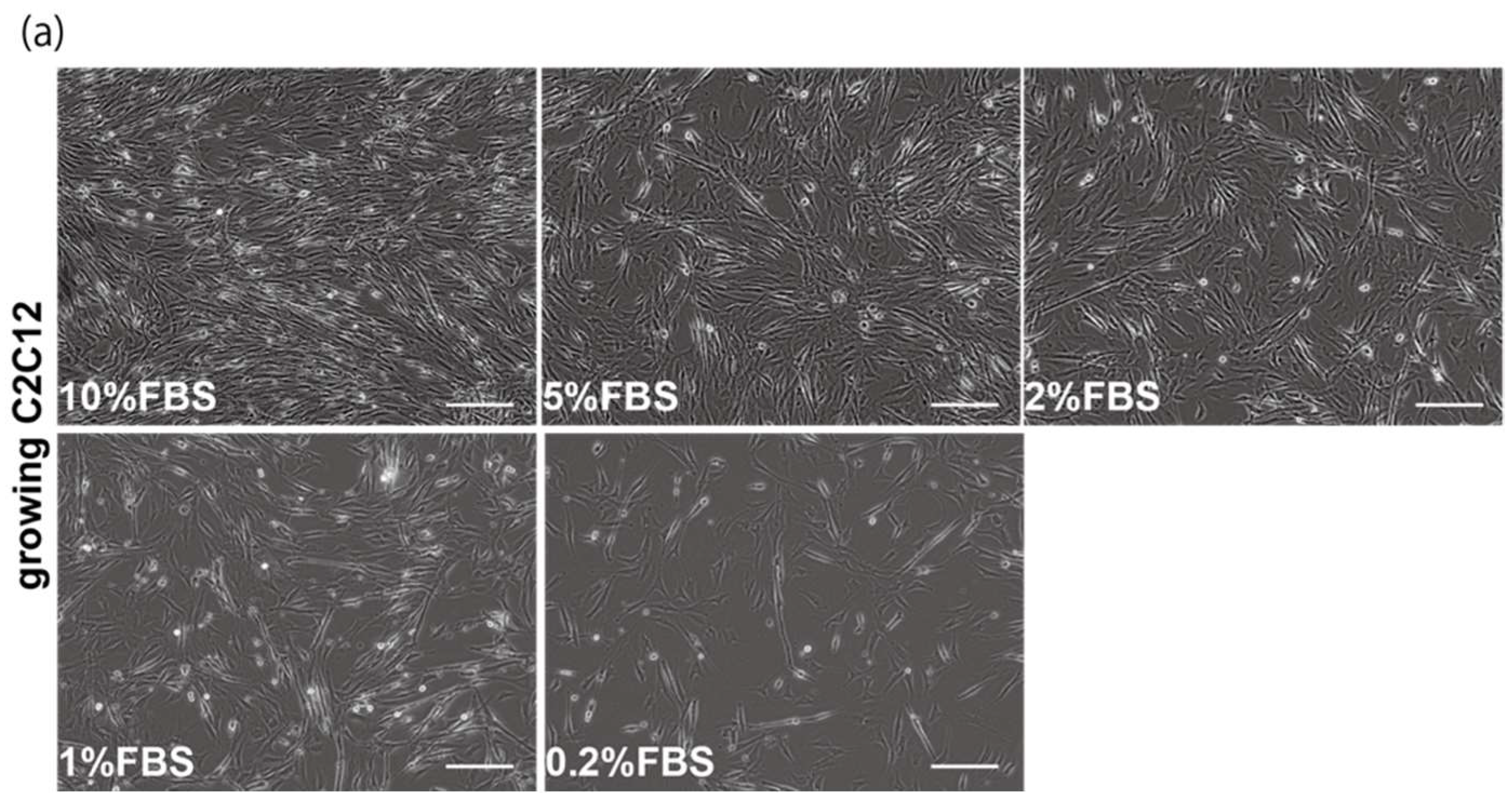 Ijms 23 02036 g001a Ijms 23 02036 g001a