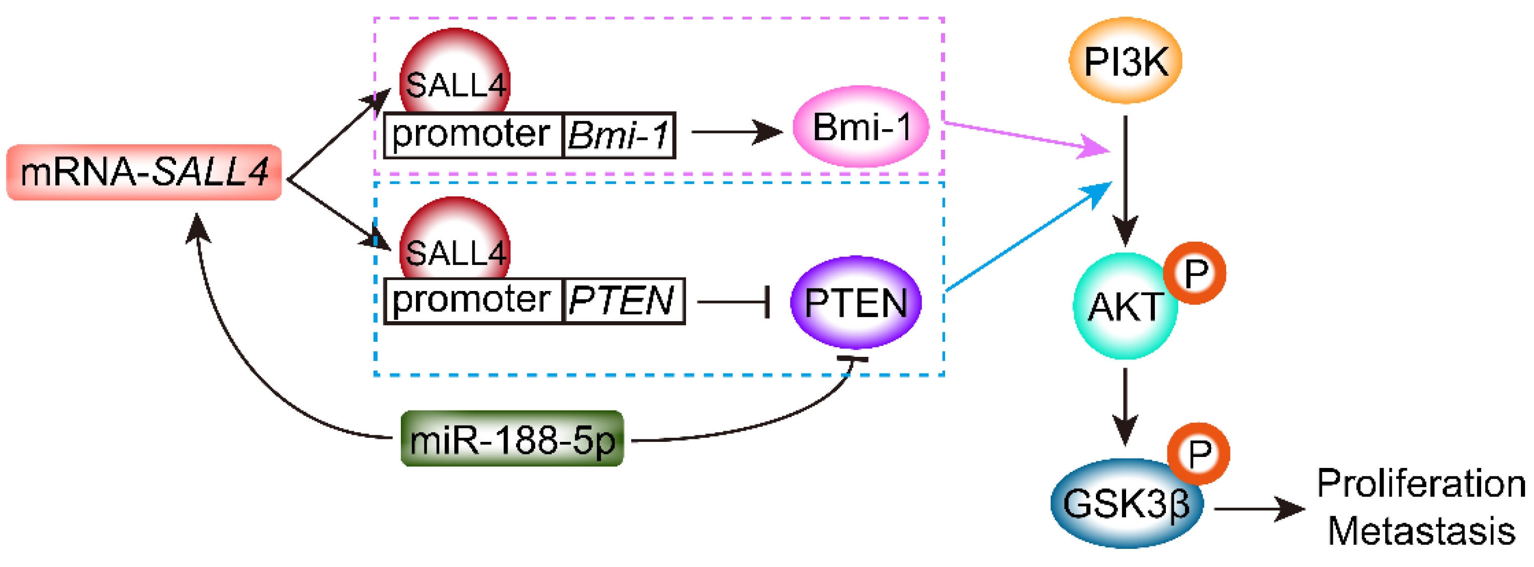Ijms 23 02053 g002 Ijms 23 02053 g002