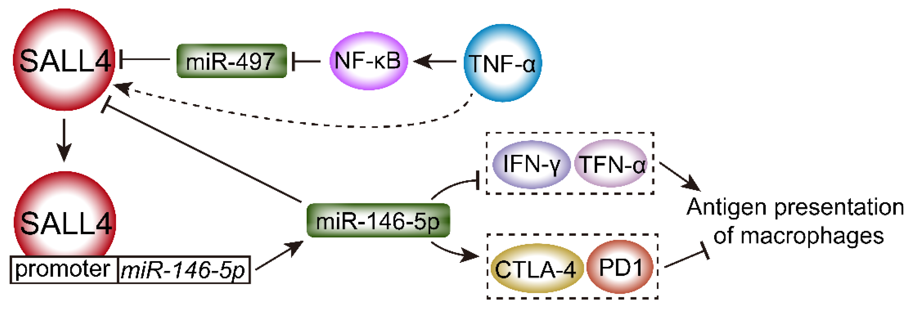 Ijms 23 02053 g005 Ijms 23 02053 g005