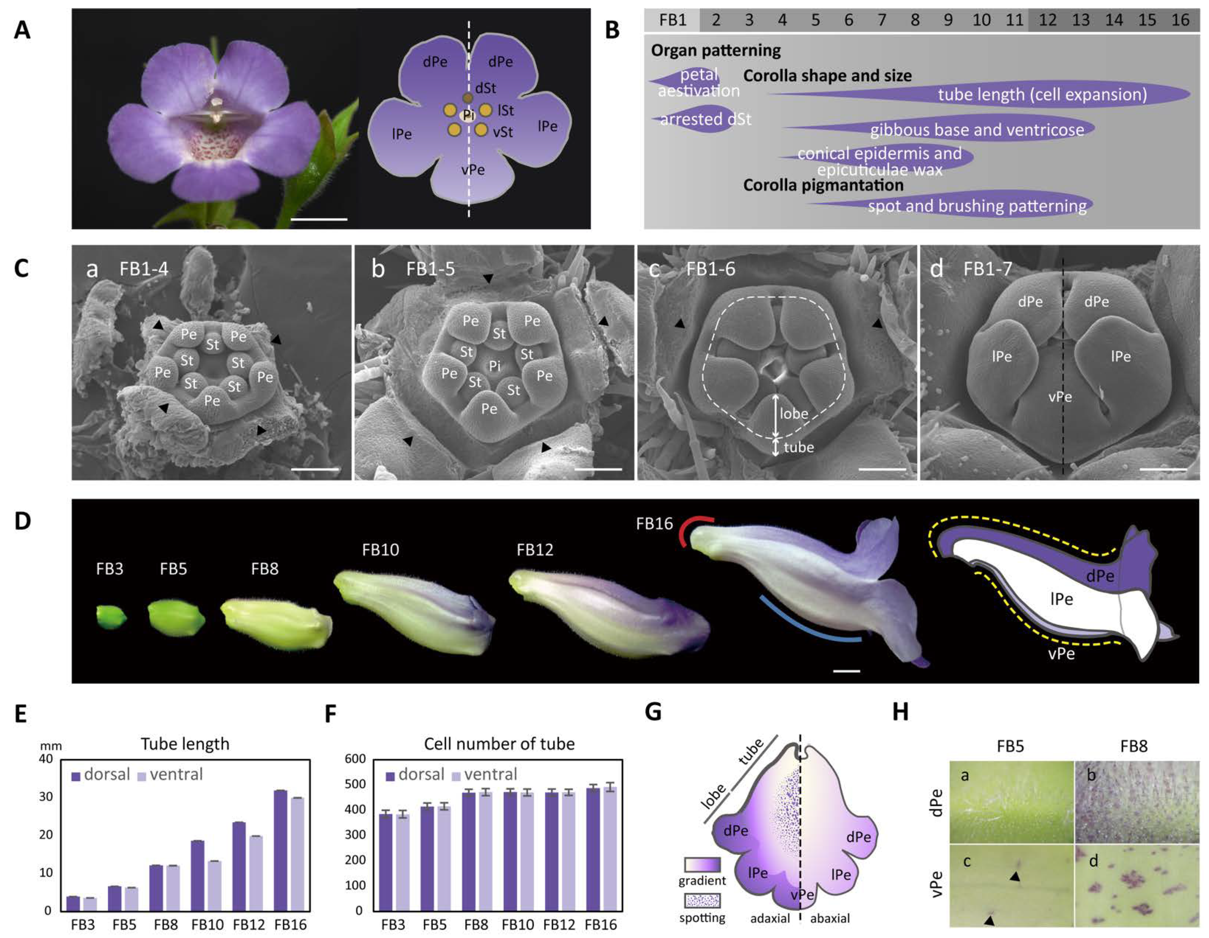 Ijms 23 02073 g001 Ijms 23 02073 g001