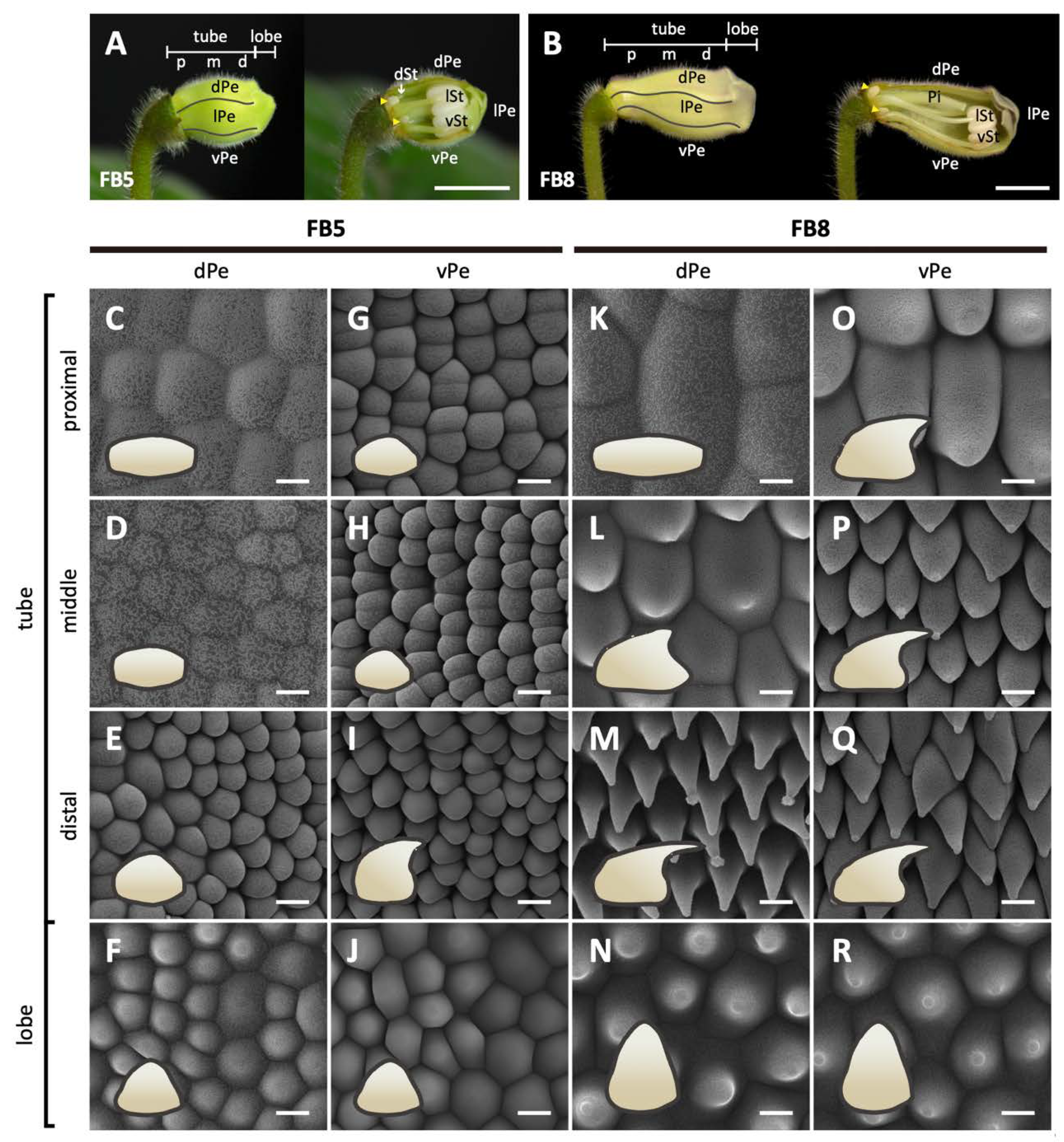 Ijms 23 02073 g002 Ijms 23 02073 g002