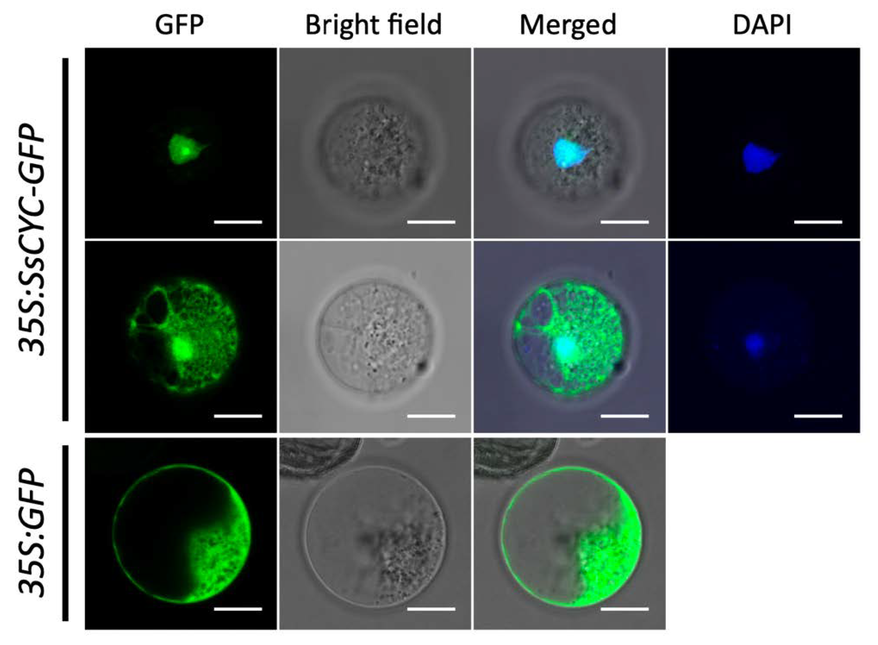 Ijms 23 02073 g006 Ijms 23 02073 g006