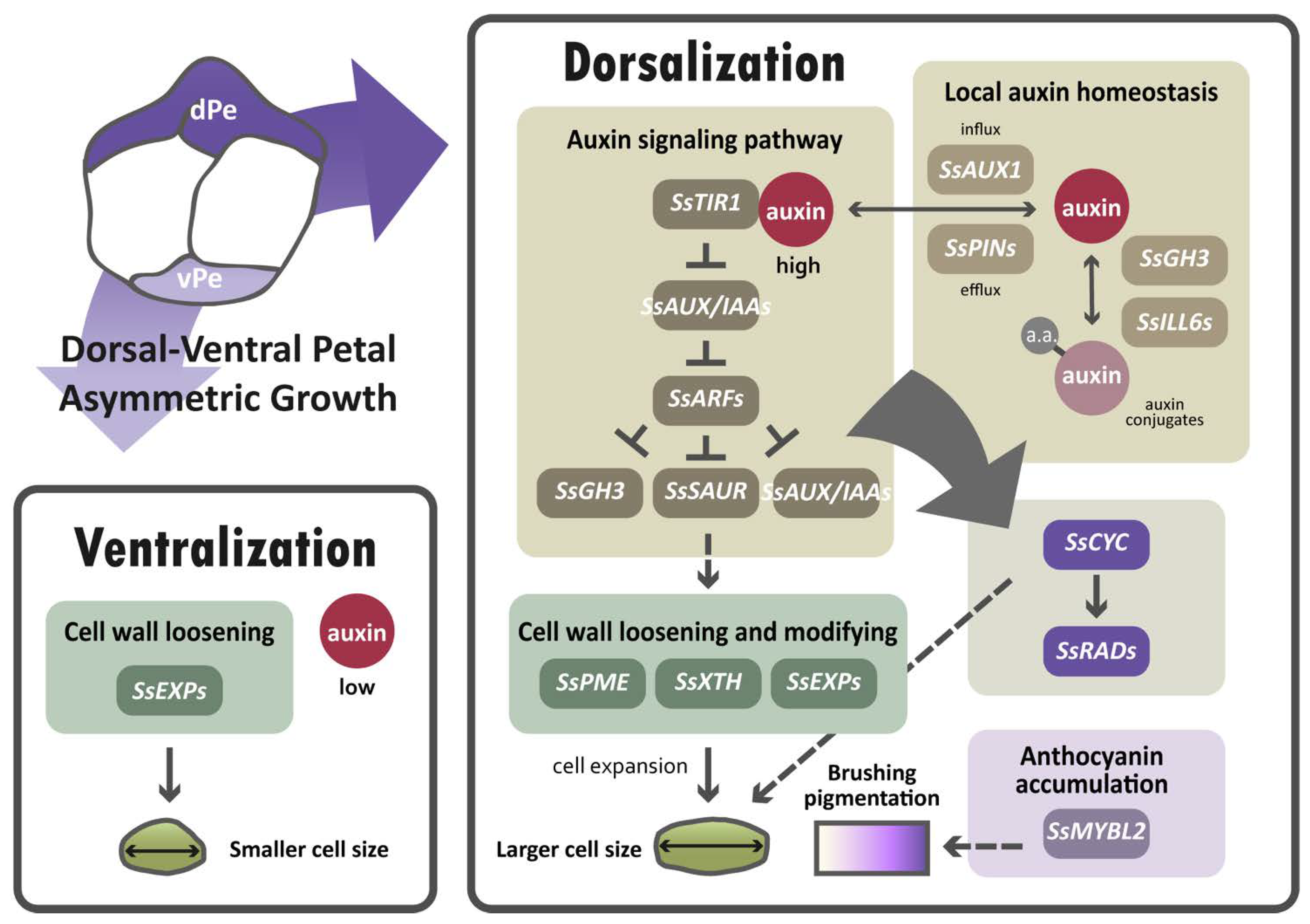 Ijms 23 02073 g009 Ijms 23 02073 g009